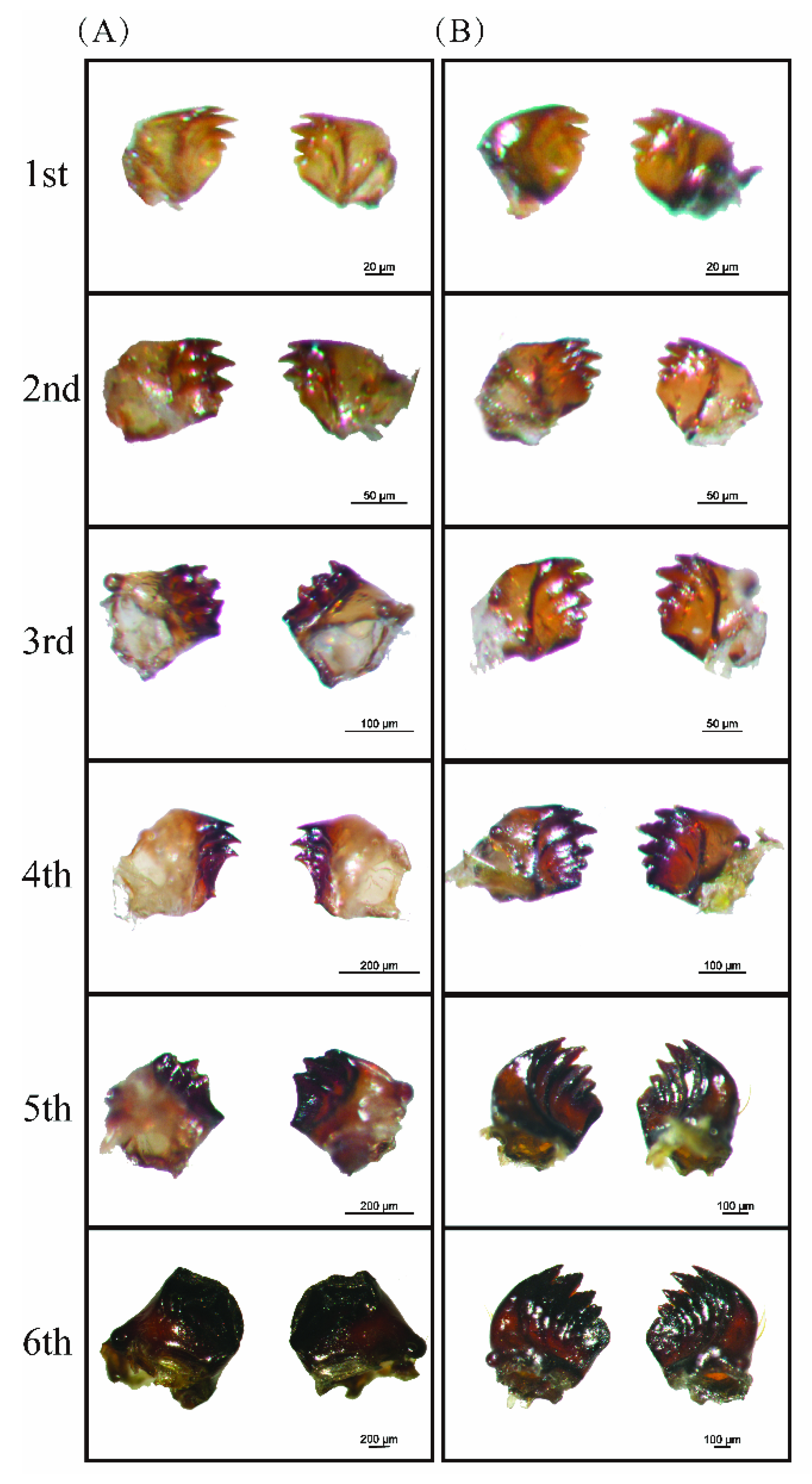 Insects 13 00594 g002 Insects 13 00594 g002