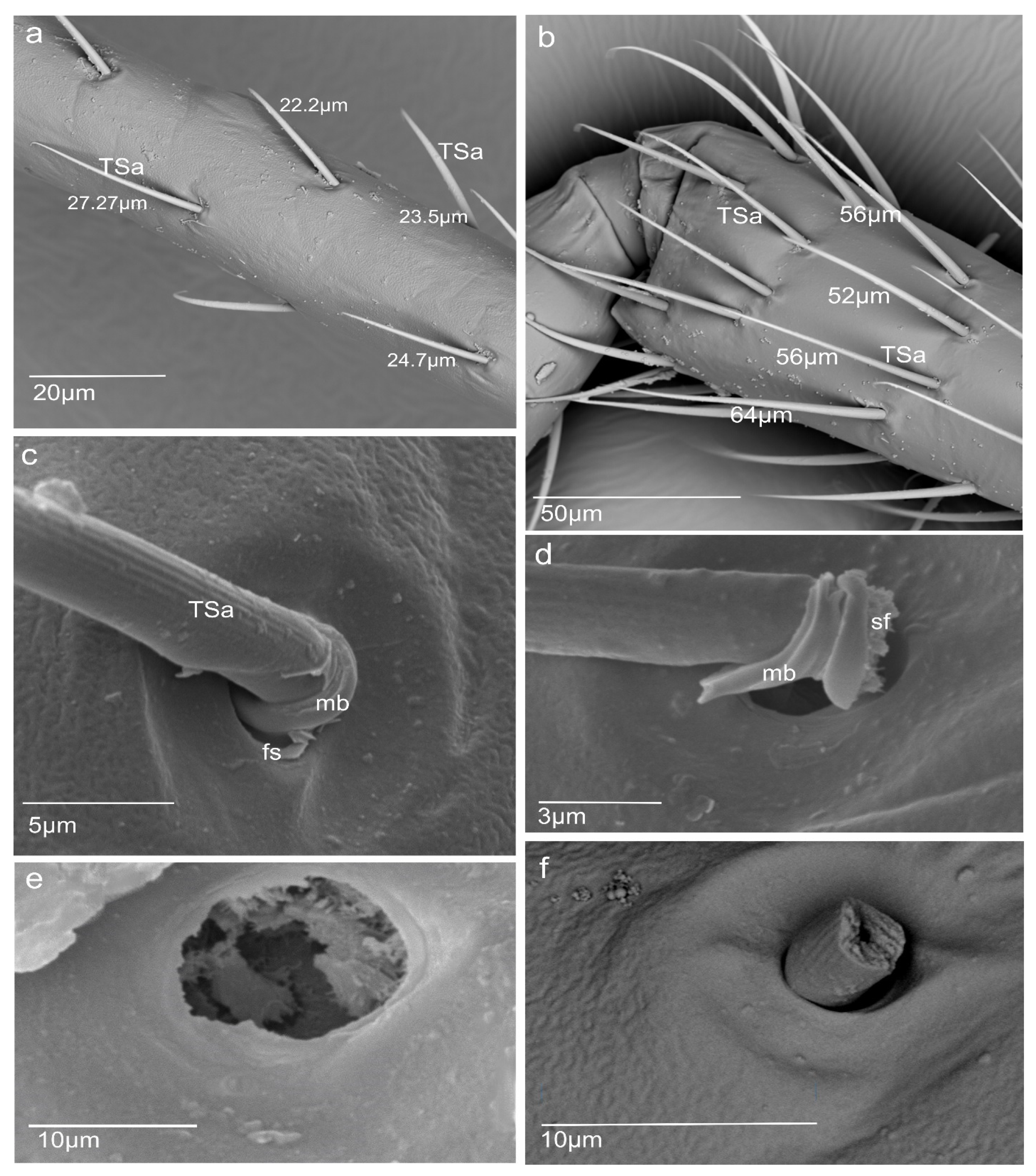 Insects 13 00799 g003