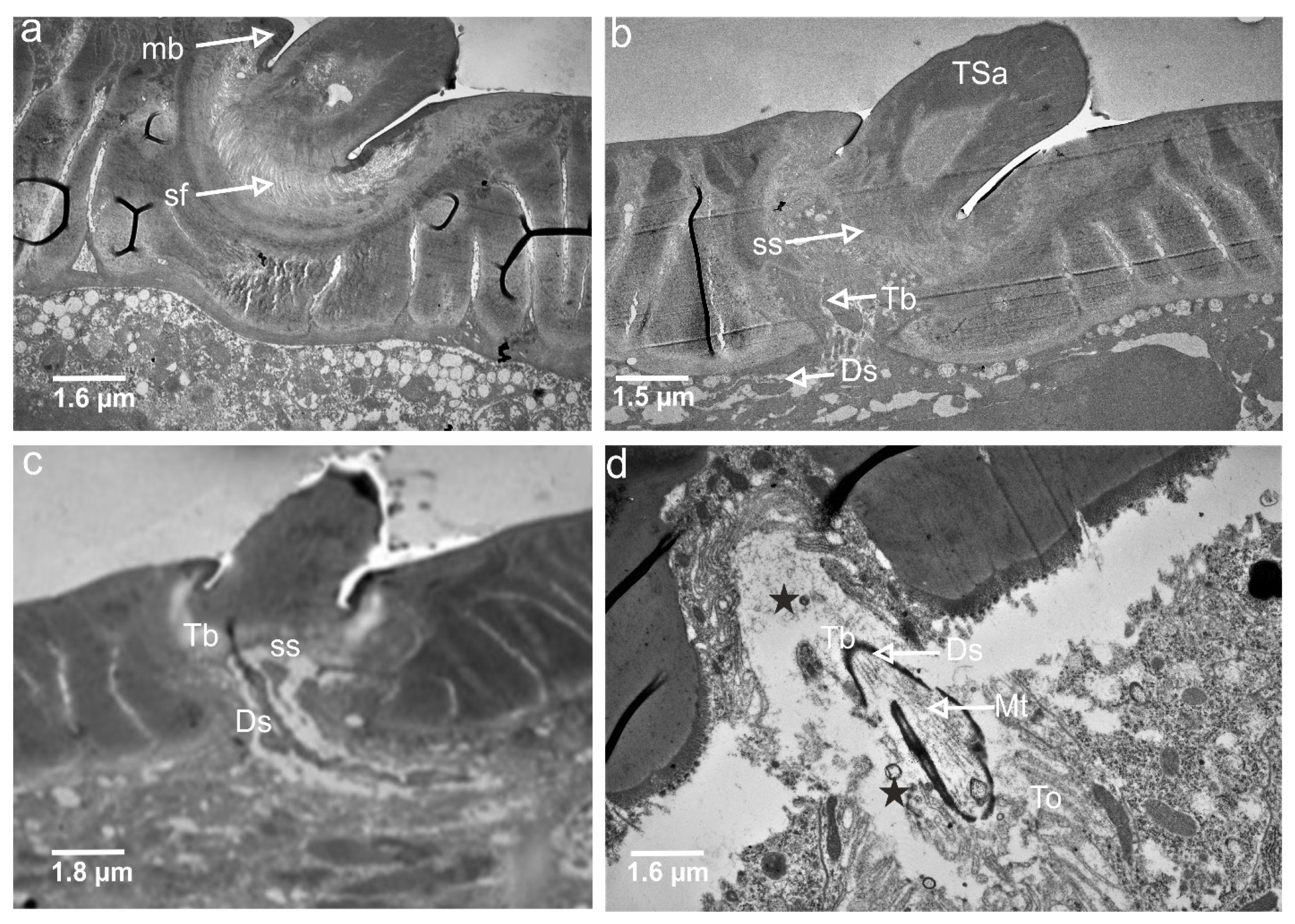 Insects 13 00799 g005