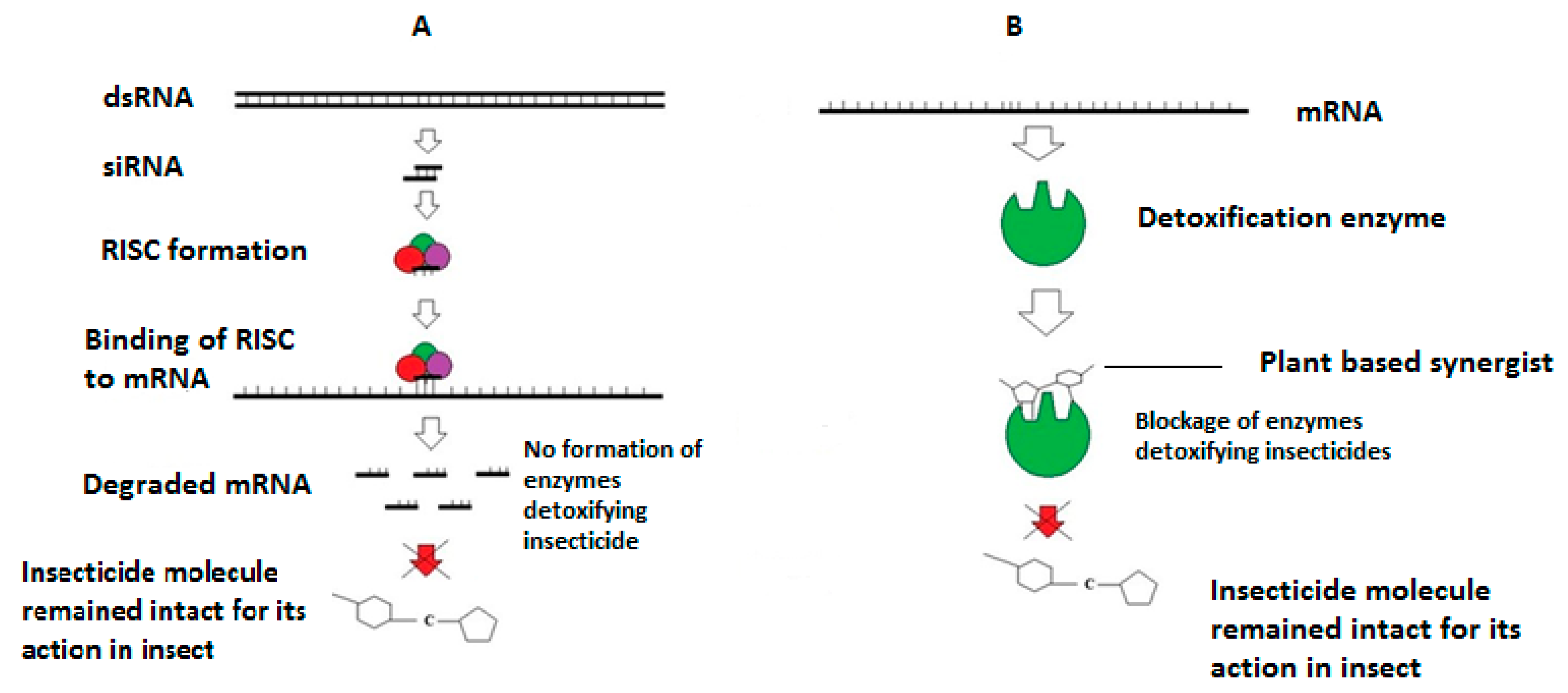 Insects 13 00846 g001