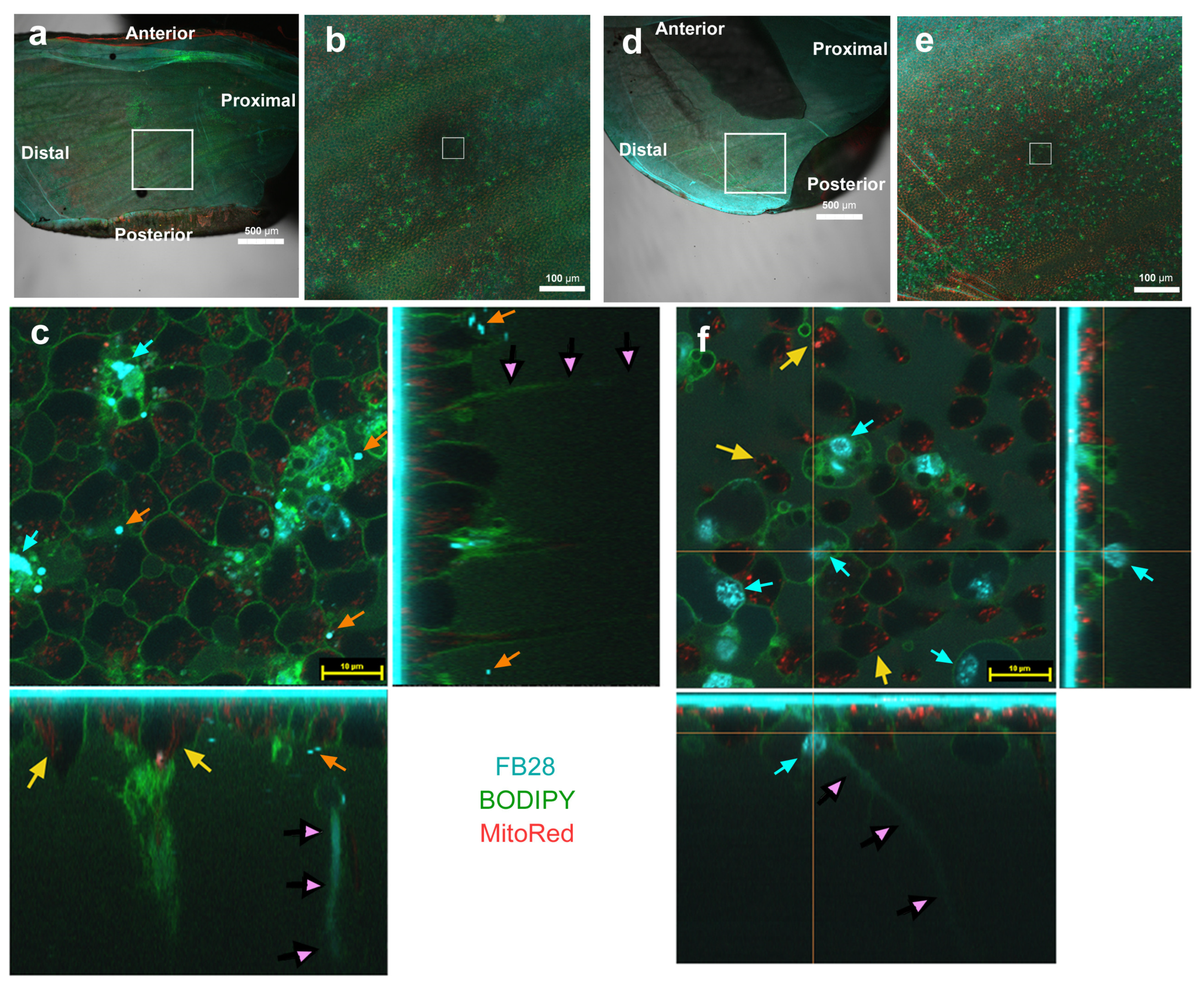 Insects 14 00753 g004