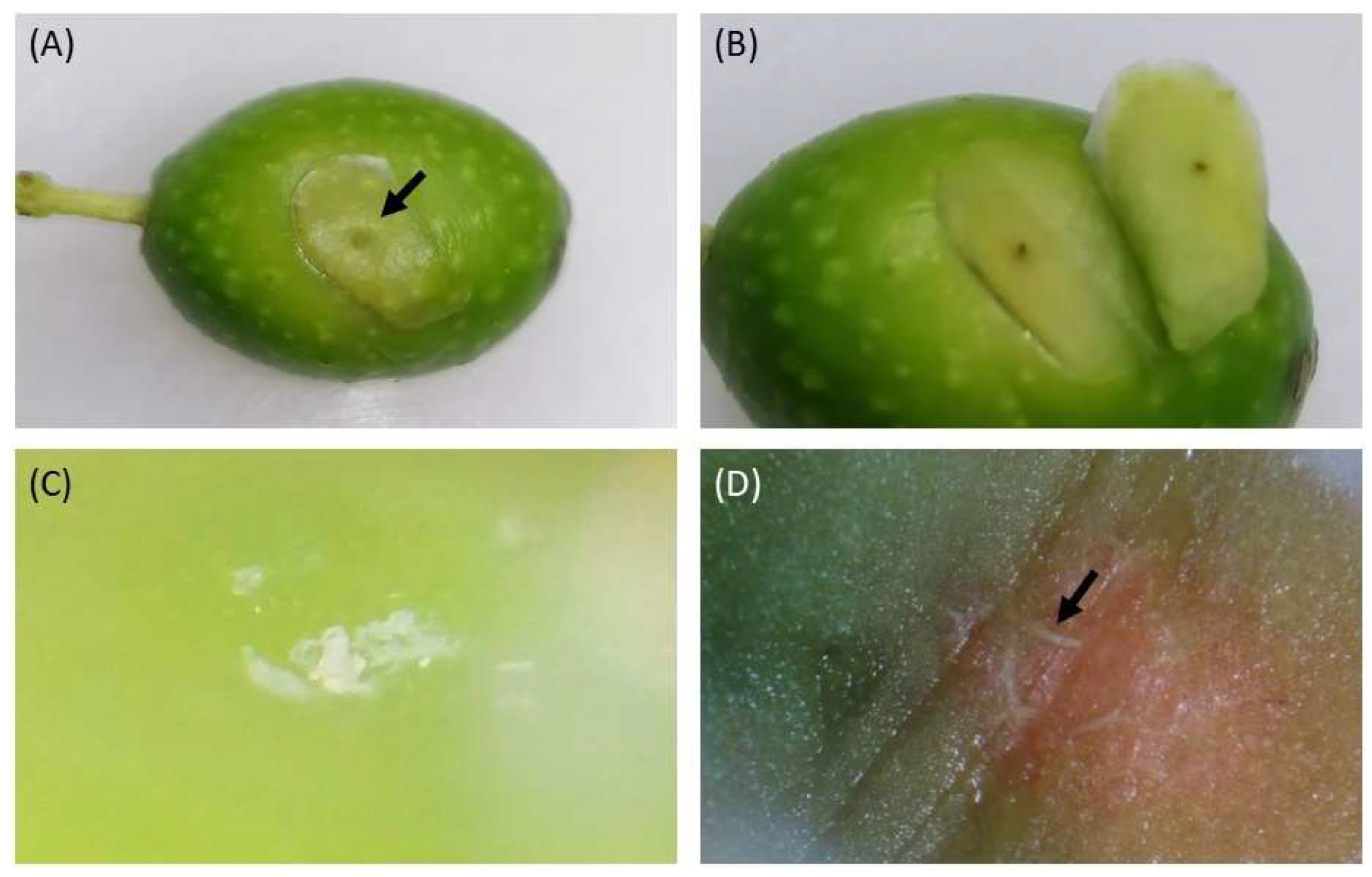 Insects 14 00848 g002