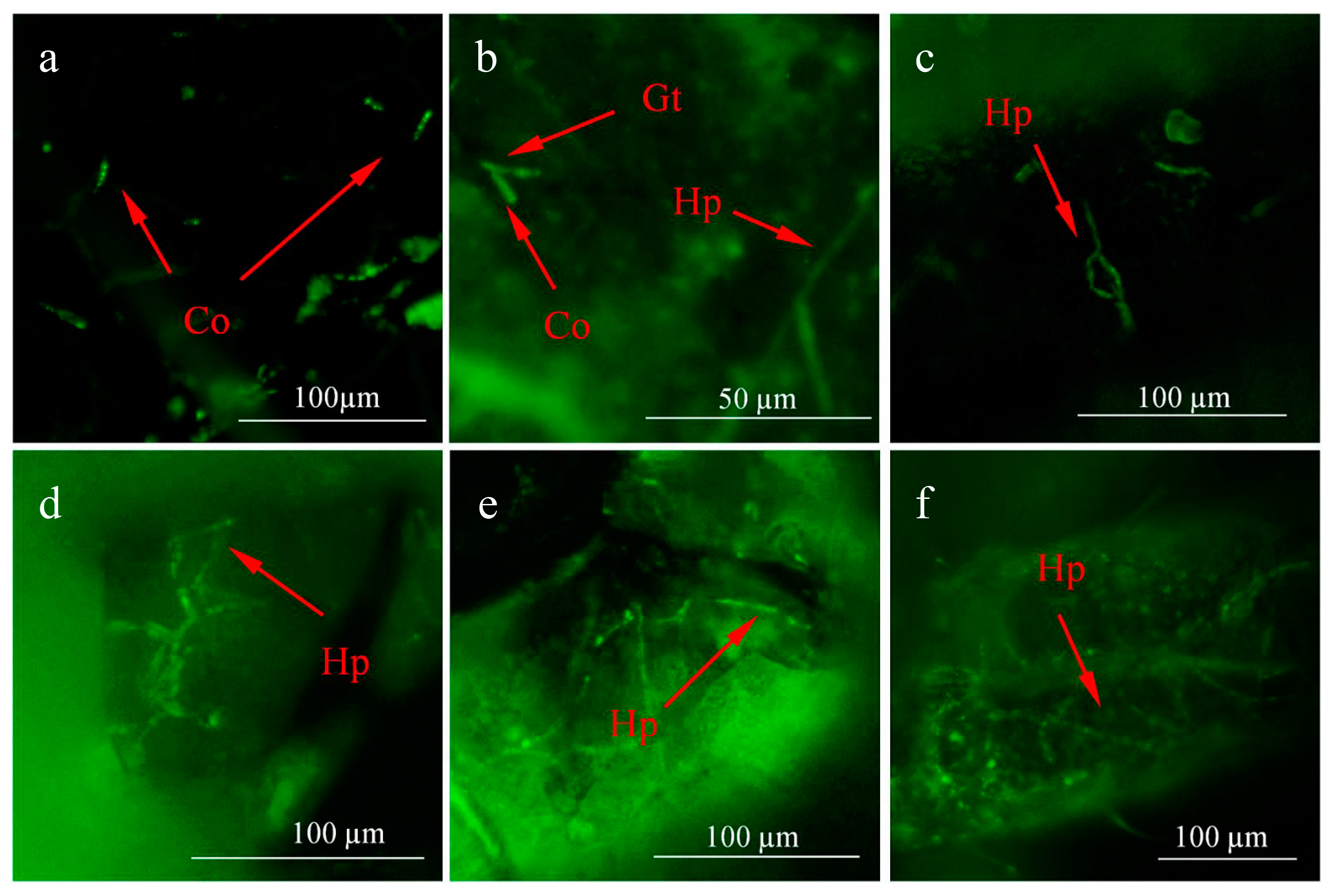 Insects 14 00860 g001