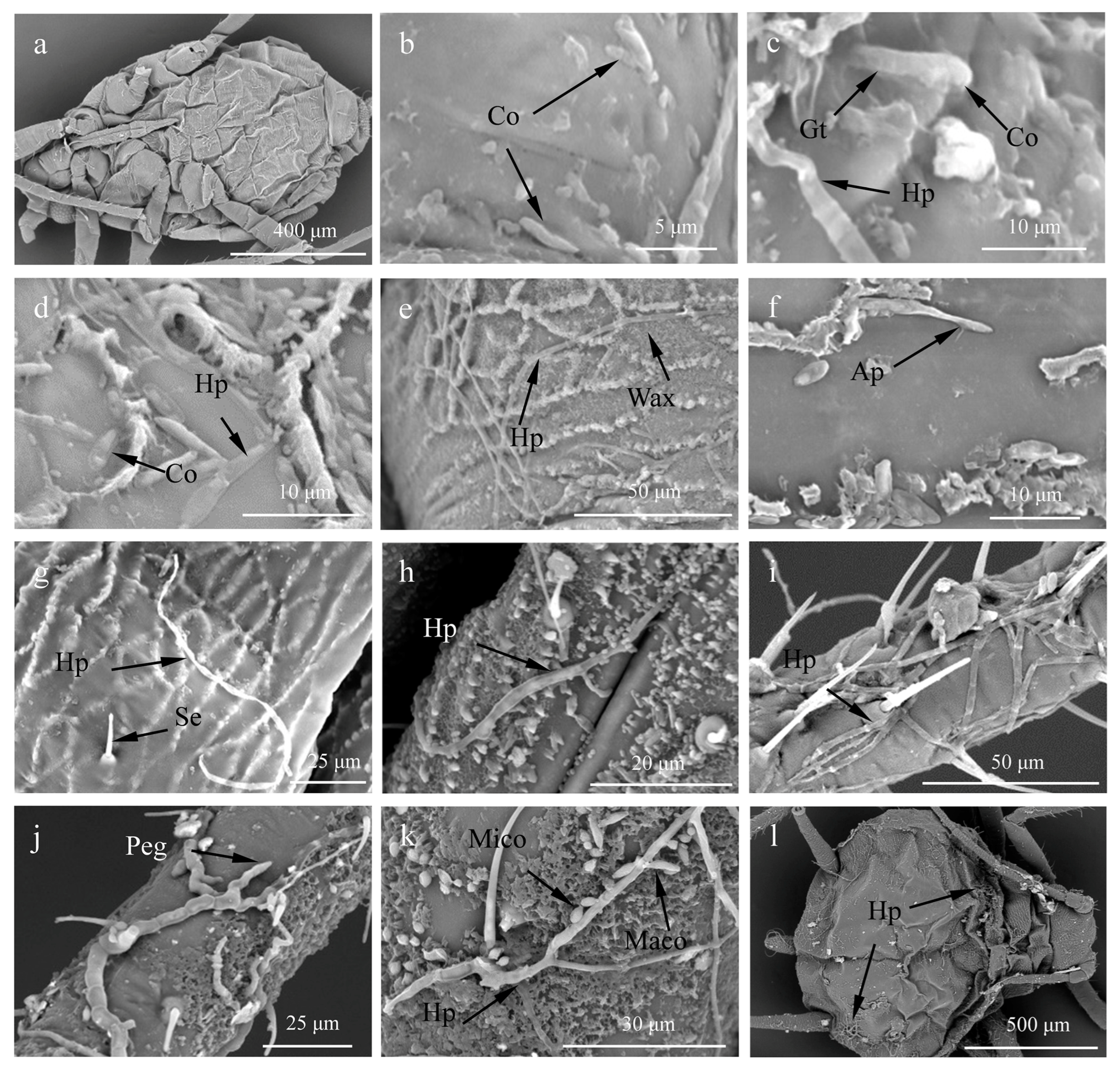 Insects 14 00860 g002