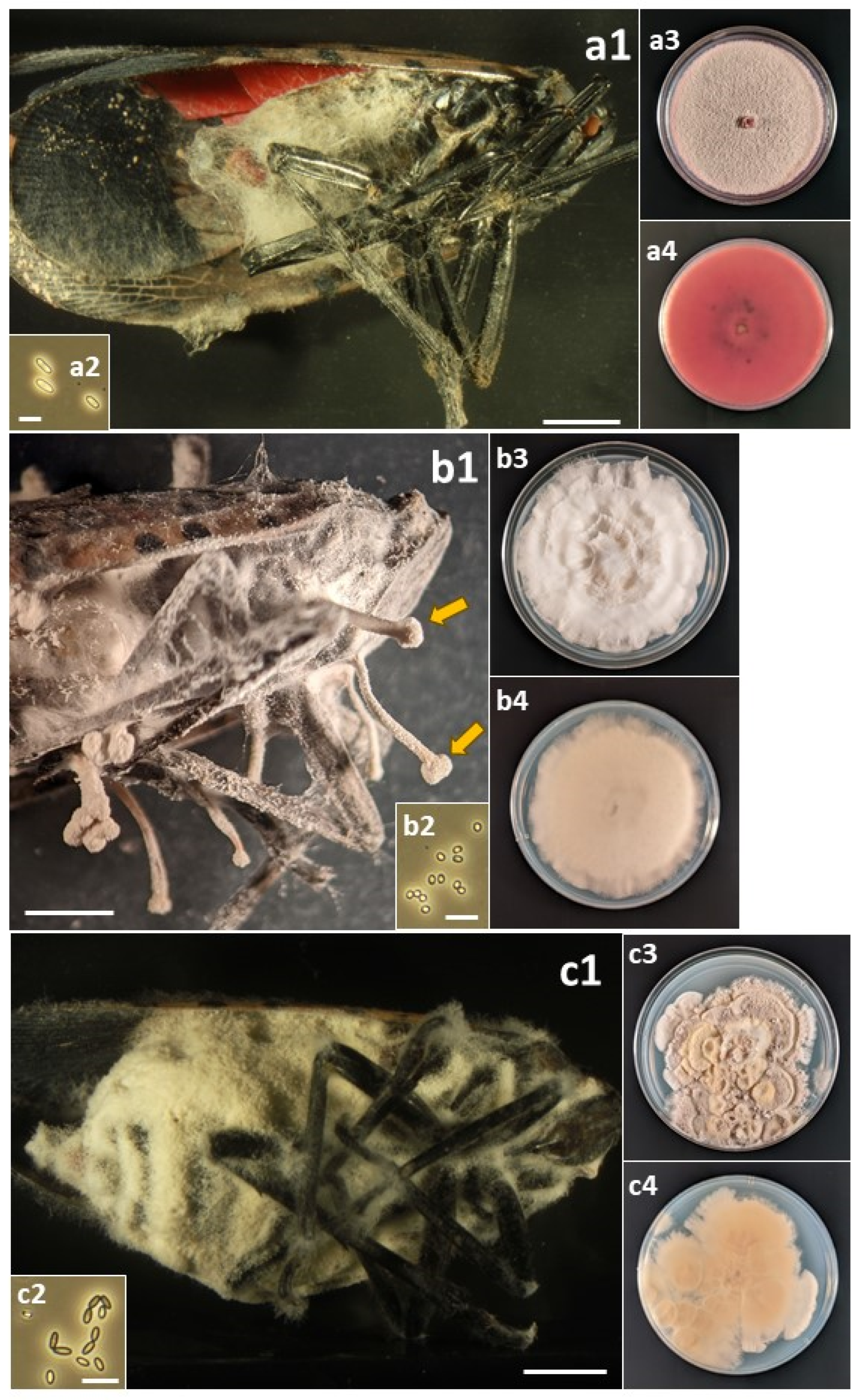 Insects 14 00912 g002