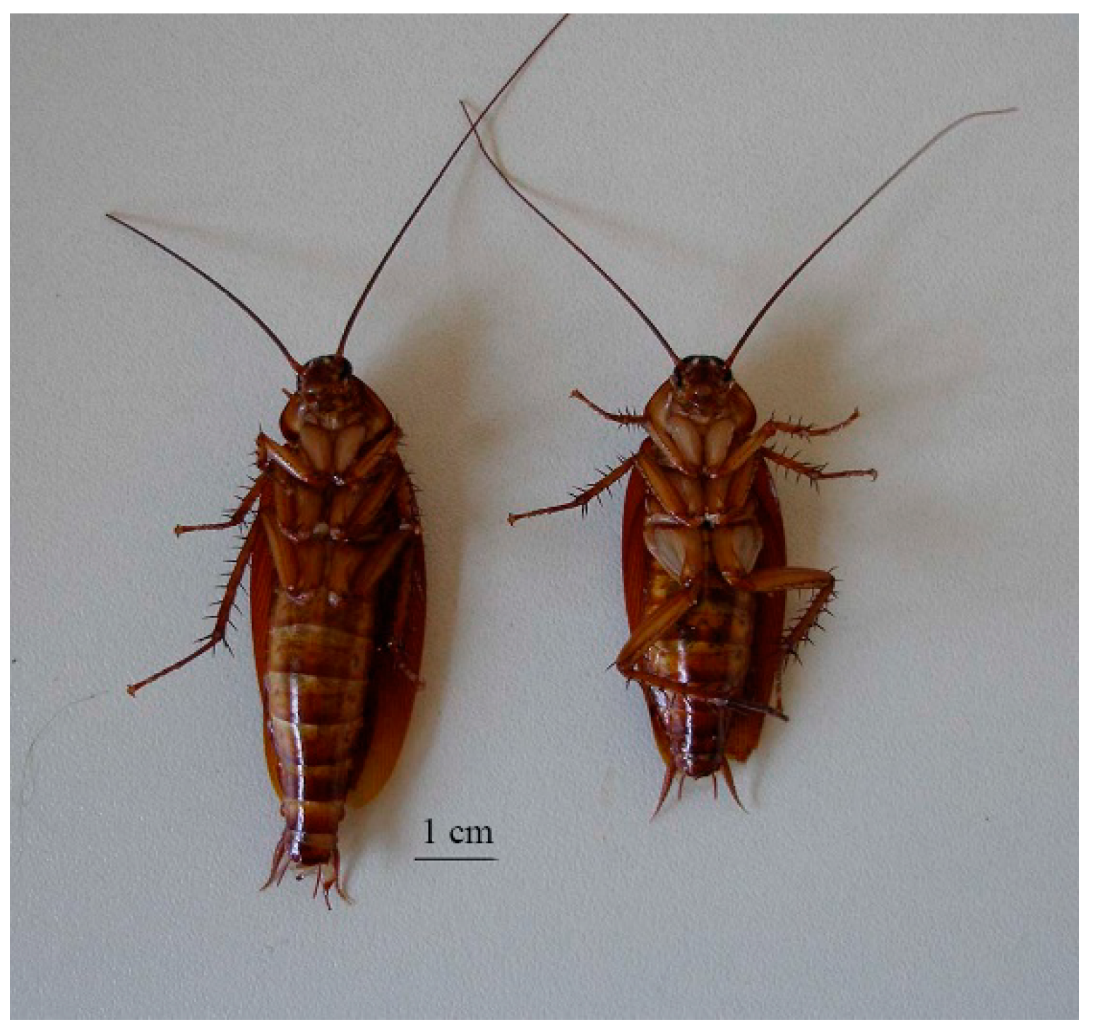 Insects 15 00054 g005