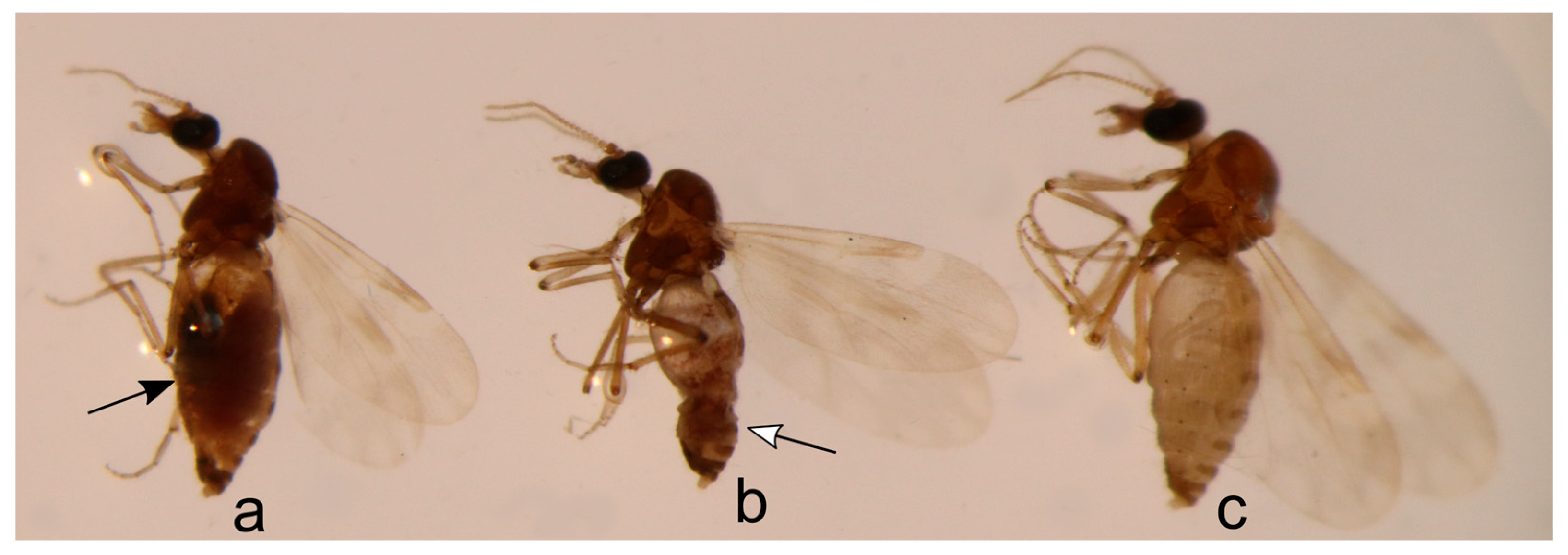 Insects 15 00157 g002