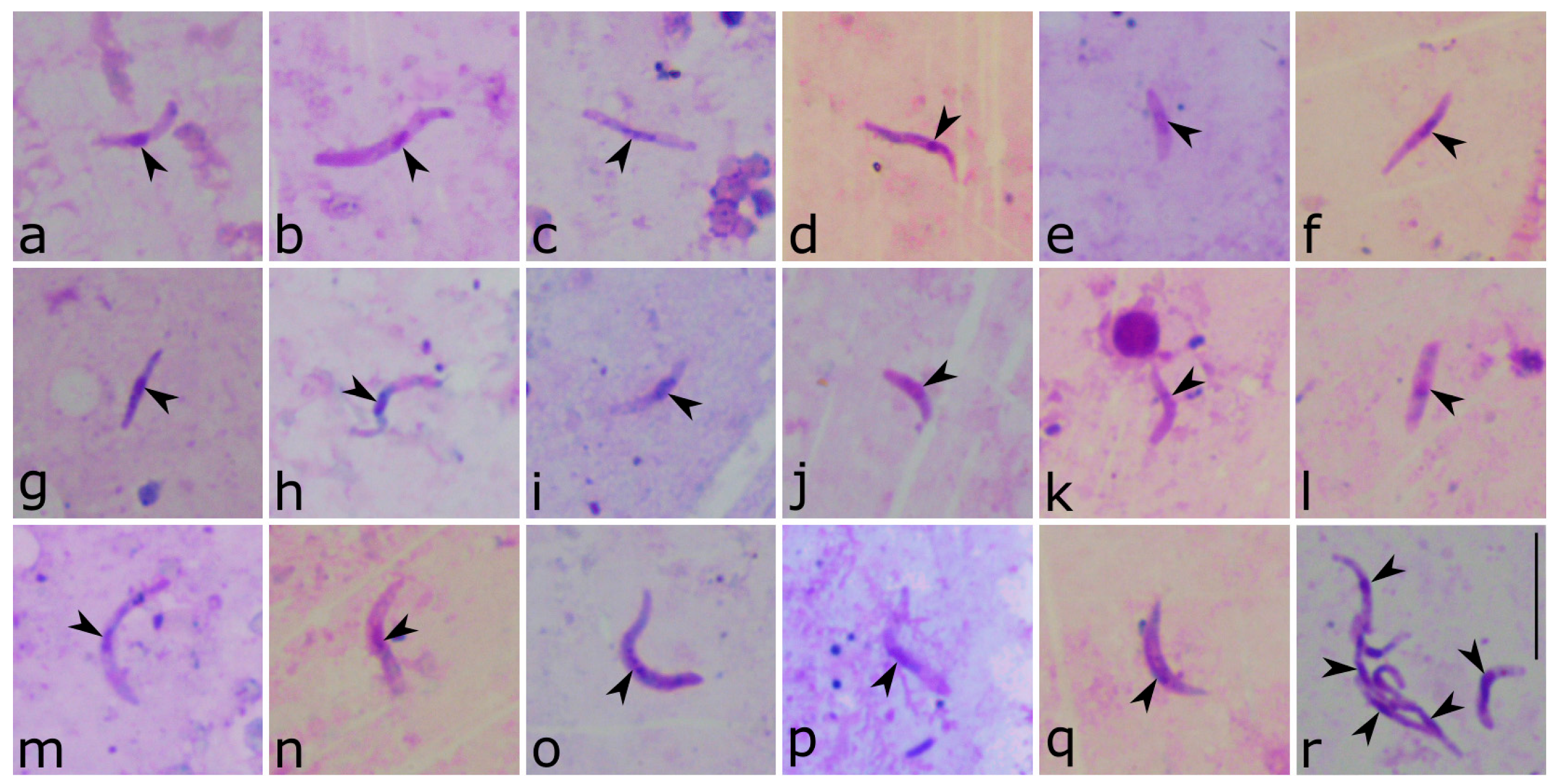 Insects 15 00157 g007