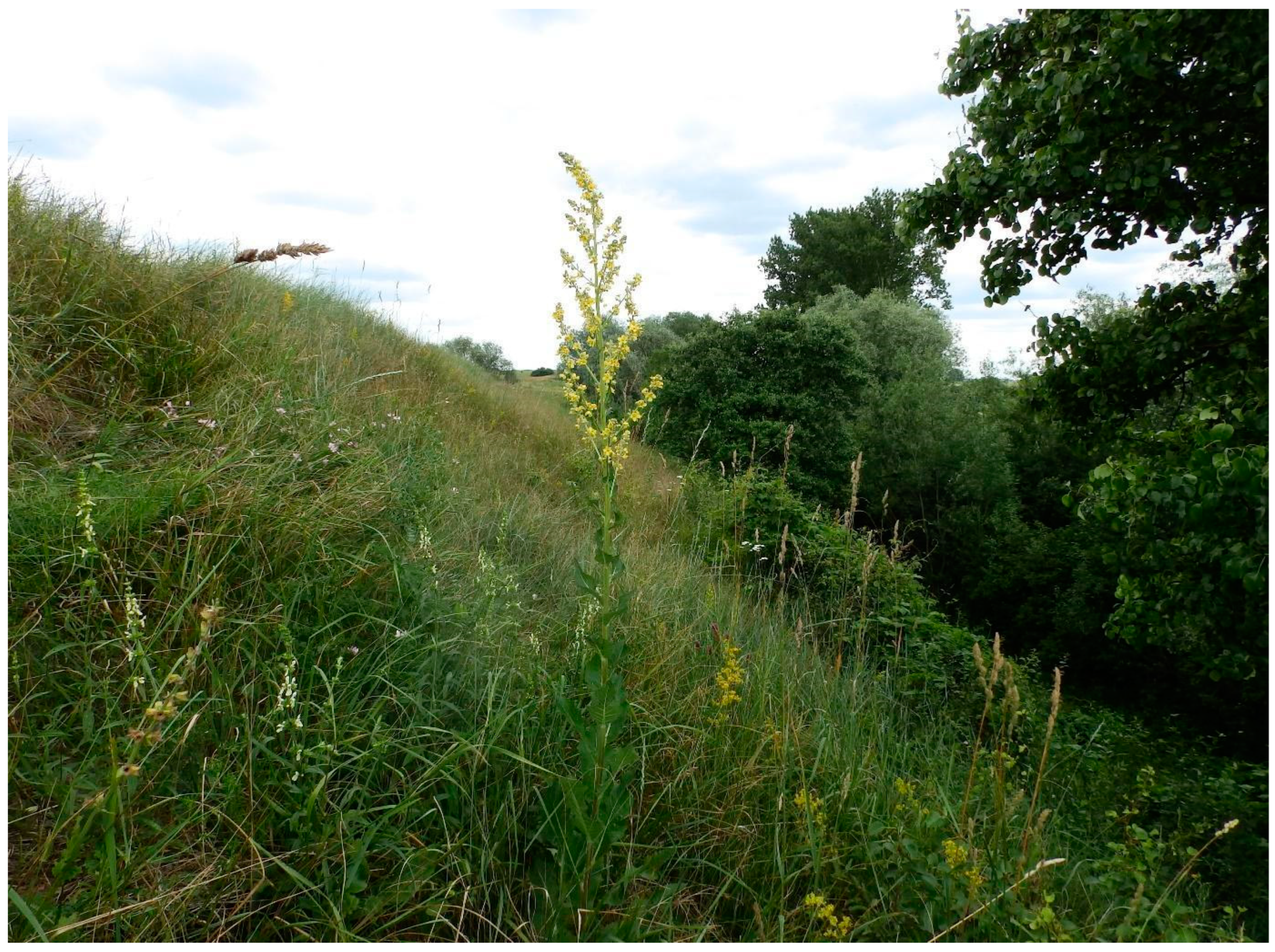 Insects 15 00307 g004