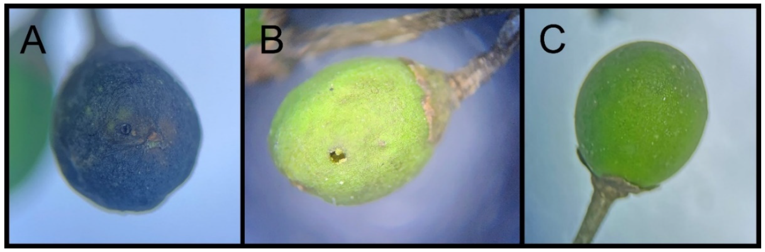 Insects 15 00320 g002