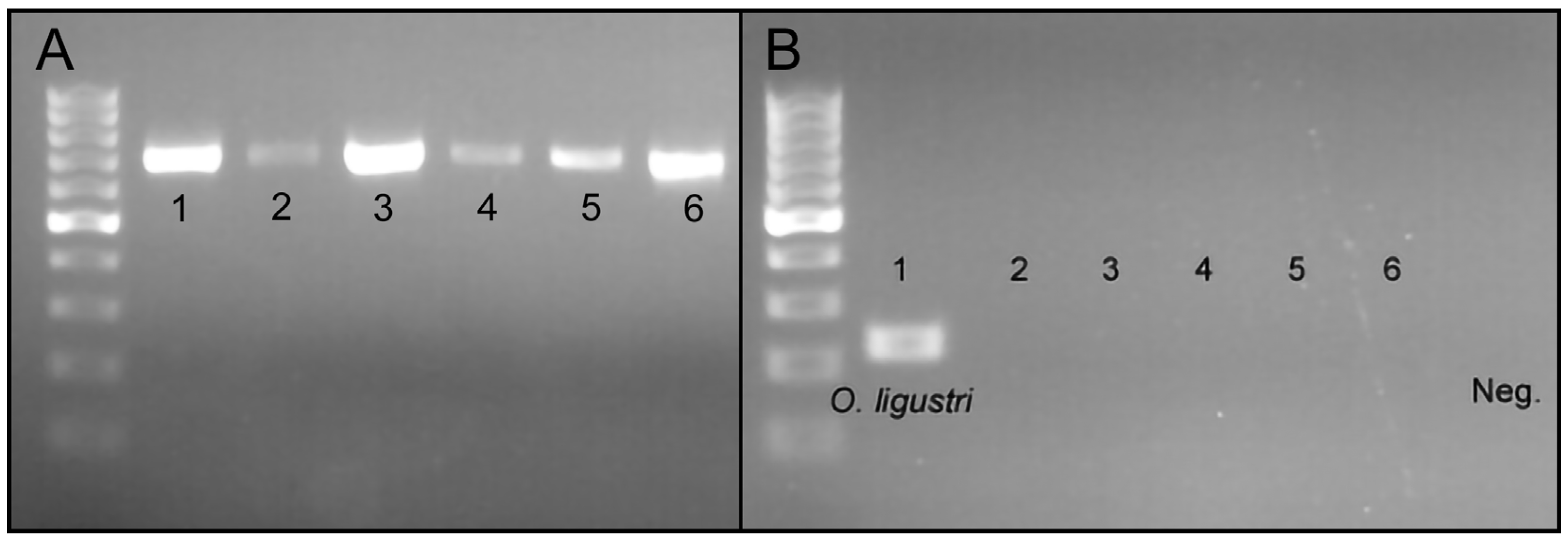 Insects 15 00320 g003