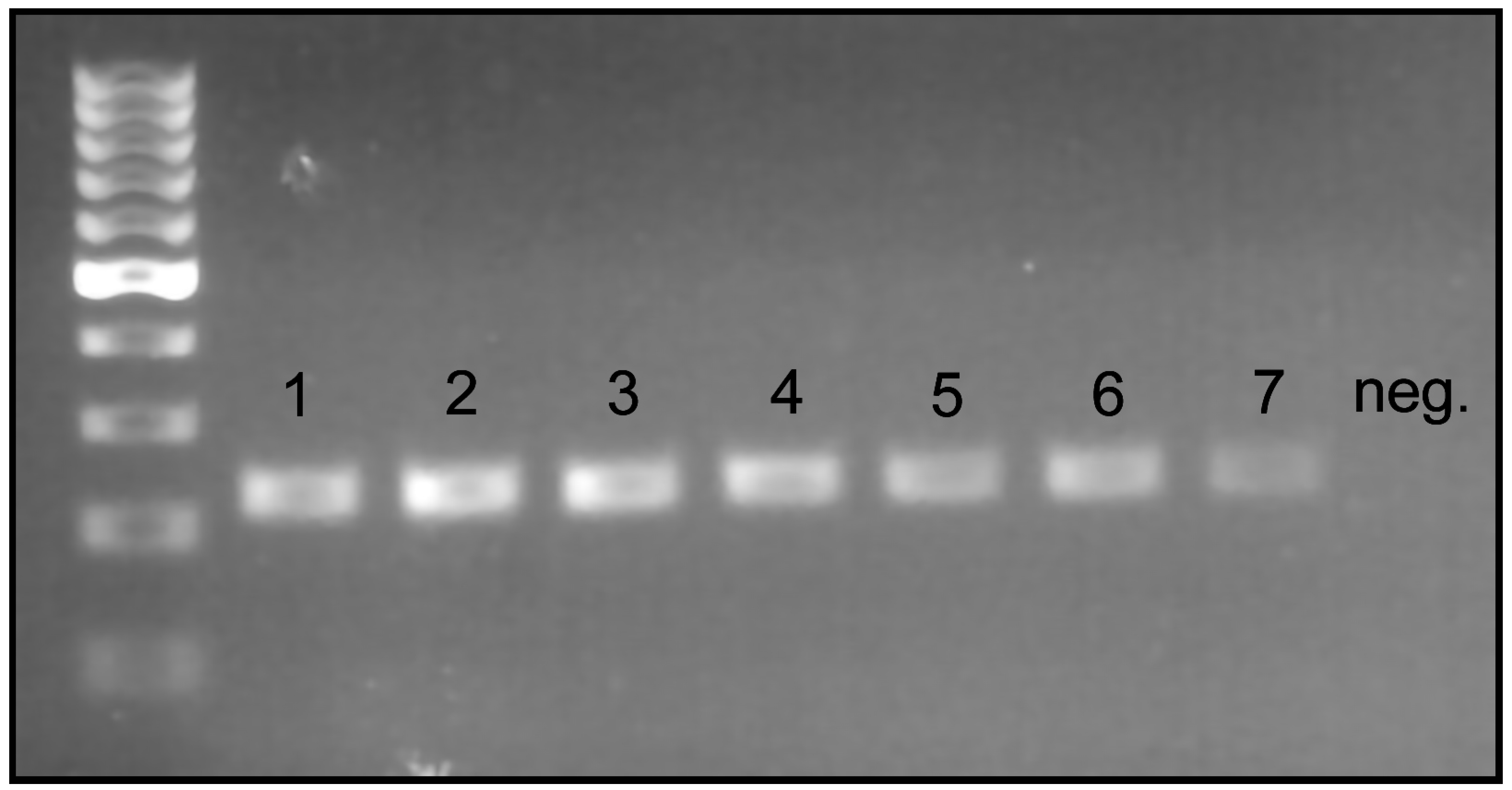 Insects 15 00320 g004