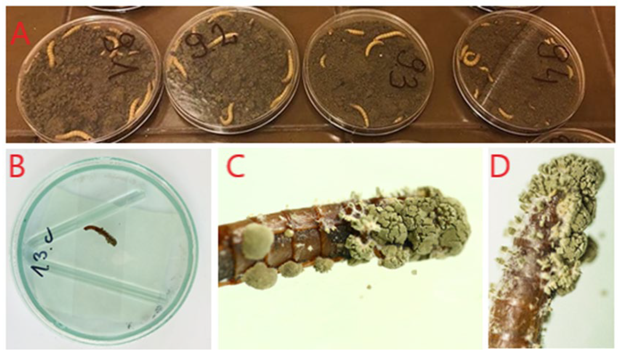 Insects 15 00341 g001