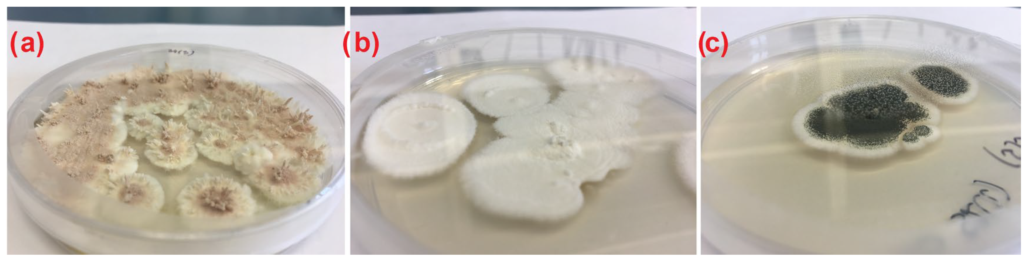 Insects 15 00341 g002