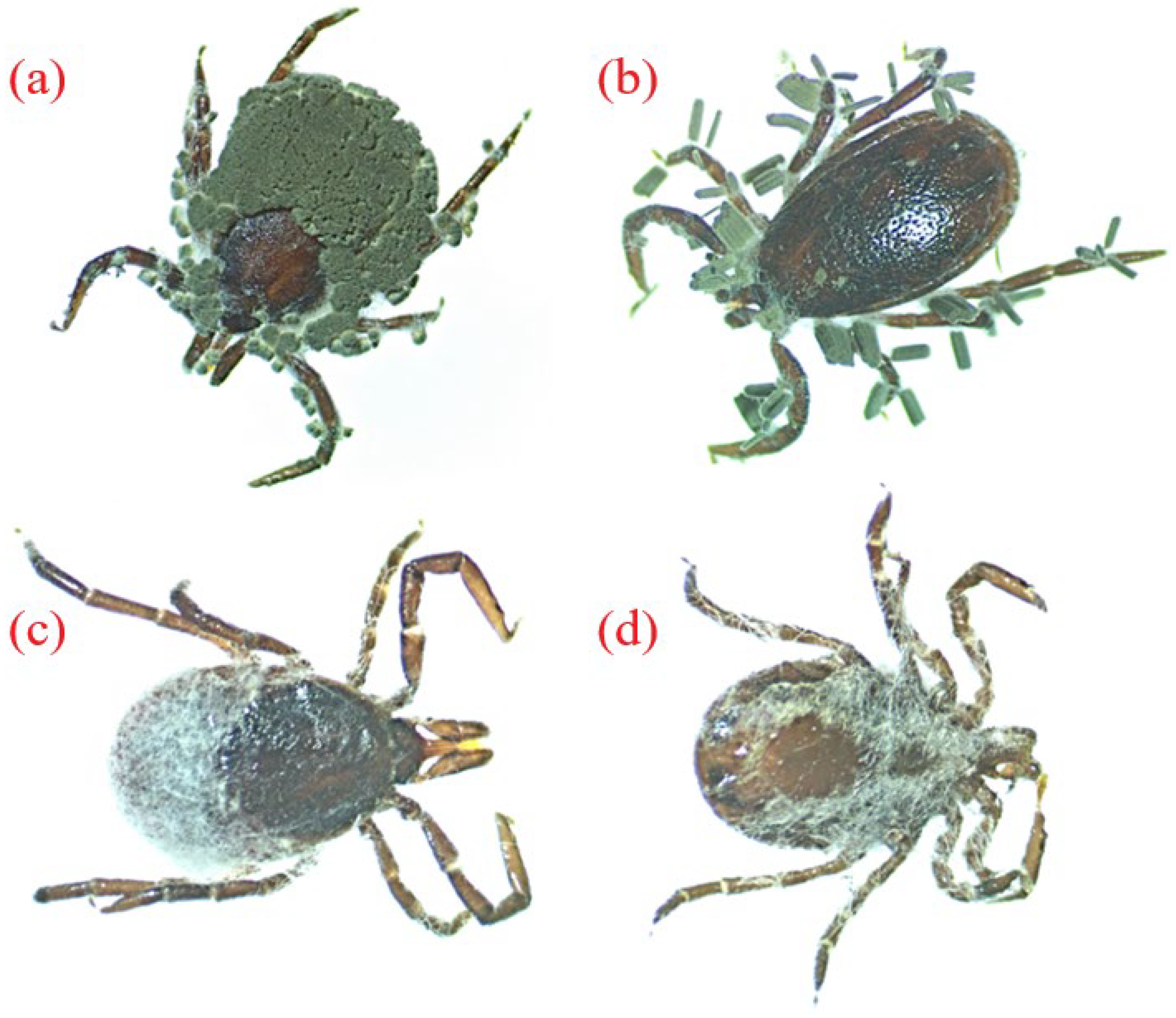 Insects 15 00341 g003