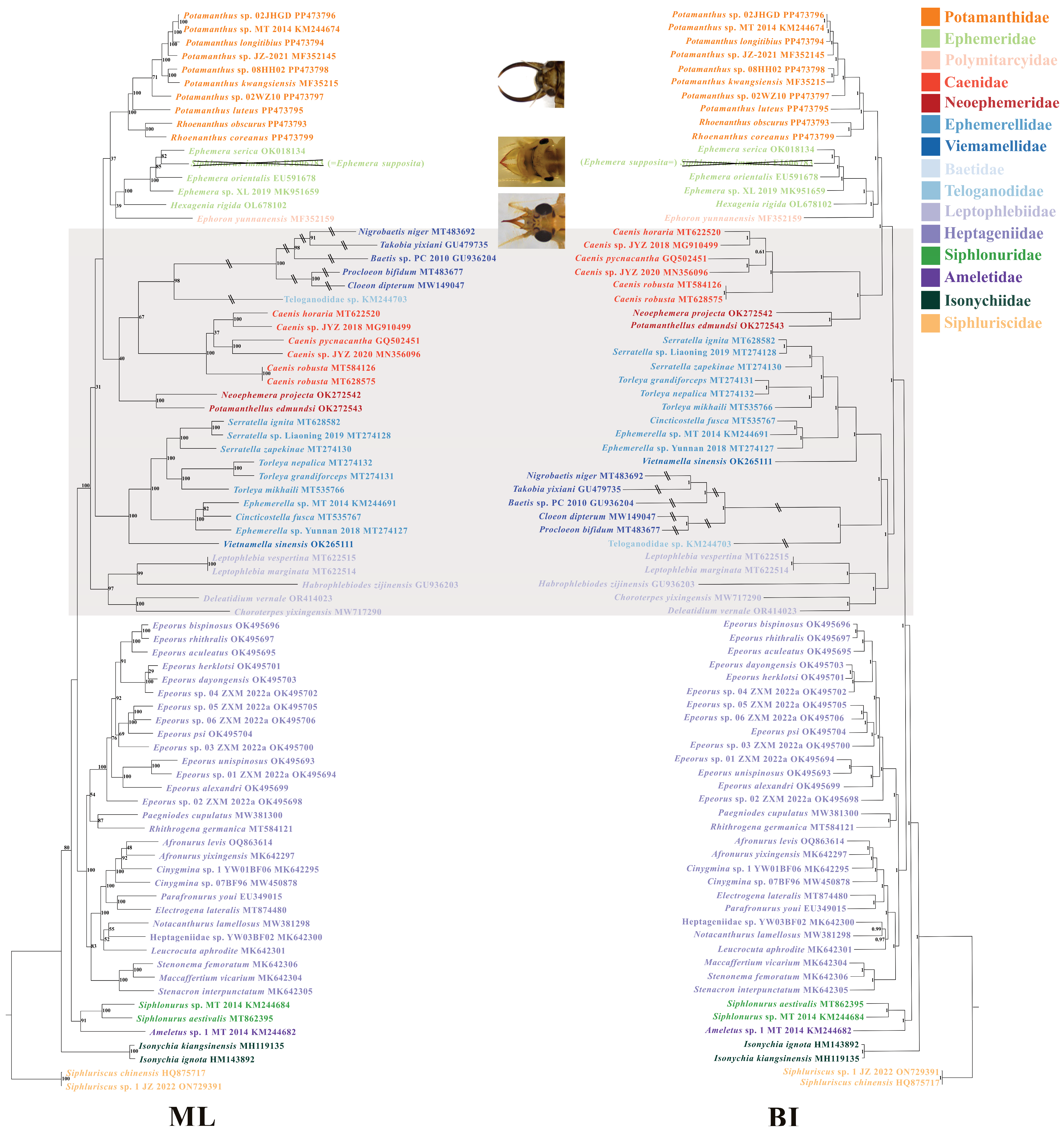 Insects 15 00357 g004