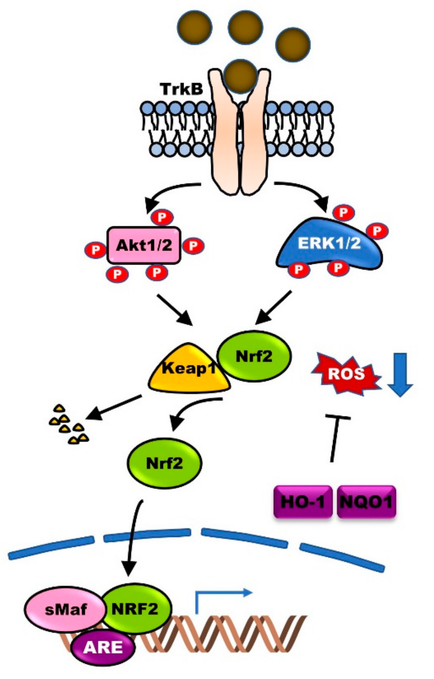 JCM Free Full Text Regulation Of BDNF TrkB Signaling And Potential