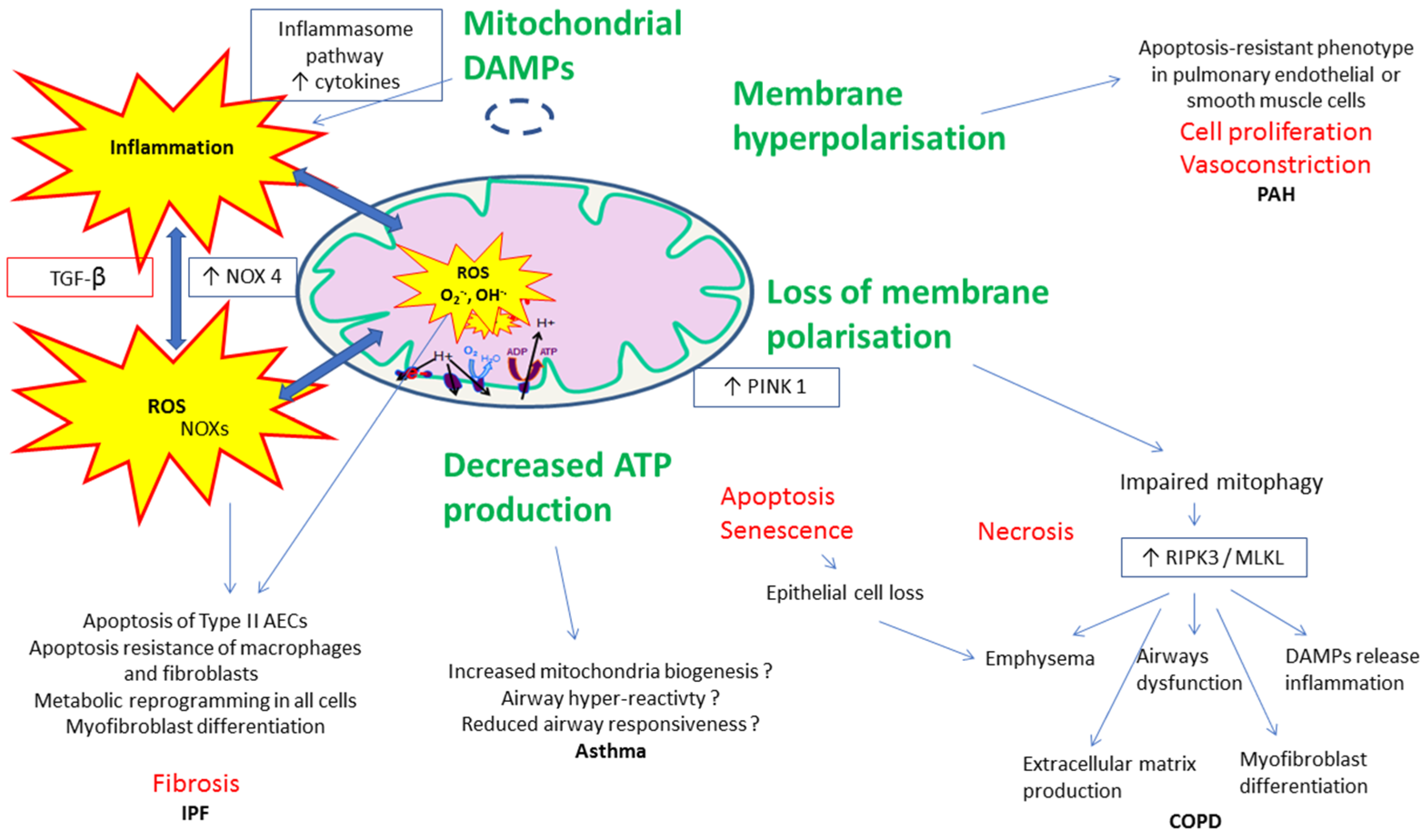 JCM Free Full Text New Insights Into The Implication Of