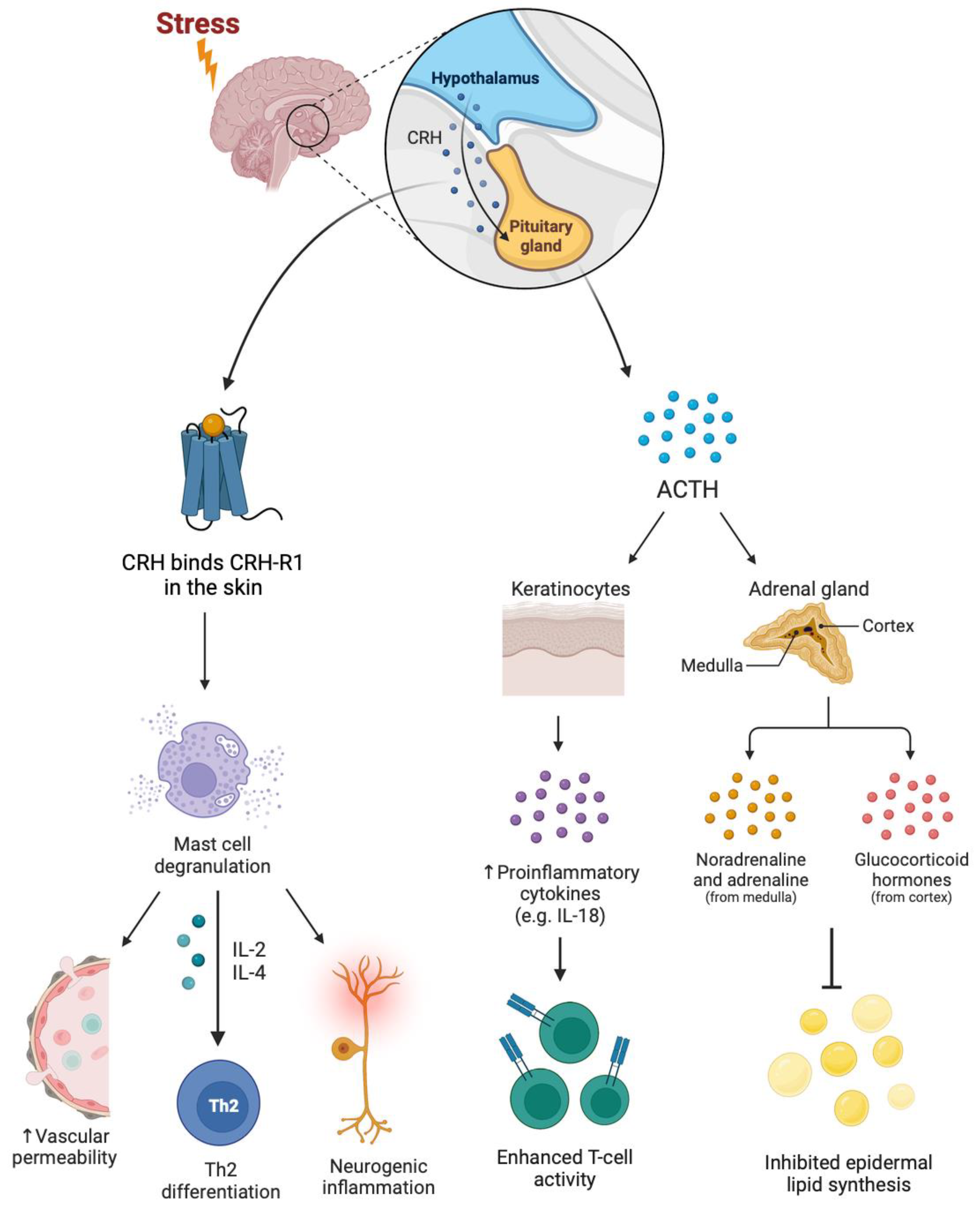 JCM Free Full Text Atopic Dermatitis Beyond The Skin And Into The Gut