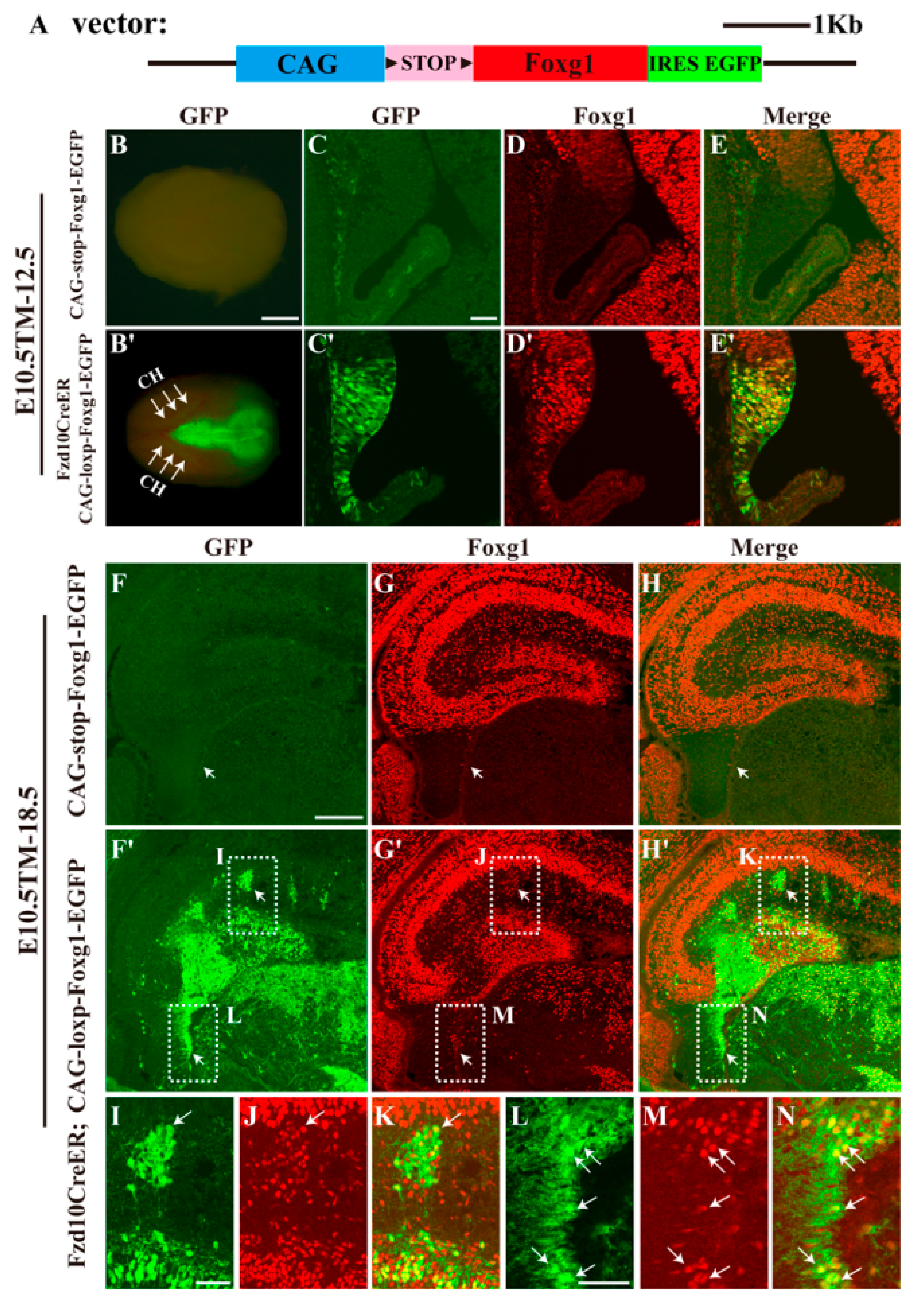 Jdb 06 00016 g001 Jdb 06 00016 g001