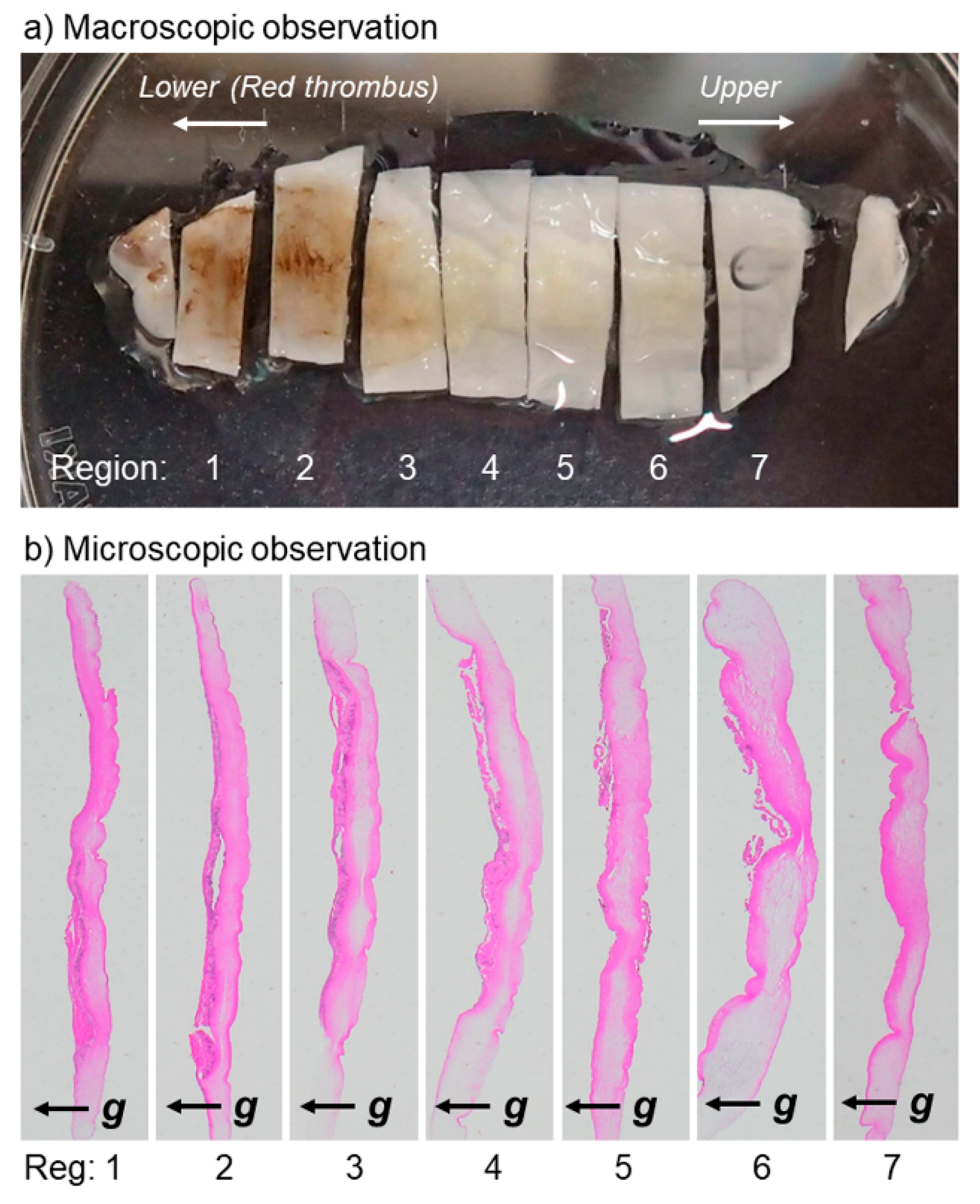 Jfb 10 00043 g001 Jfb 10 00043 g001