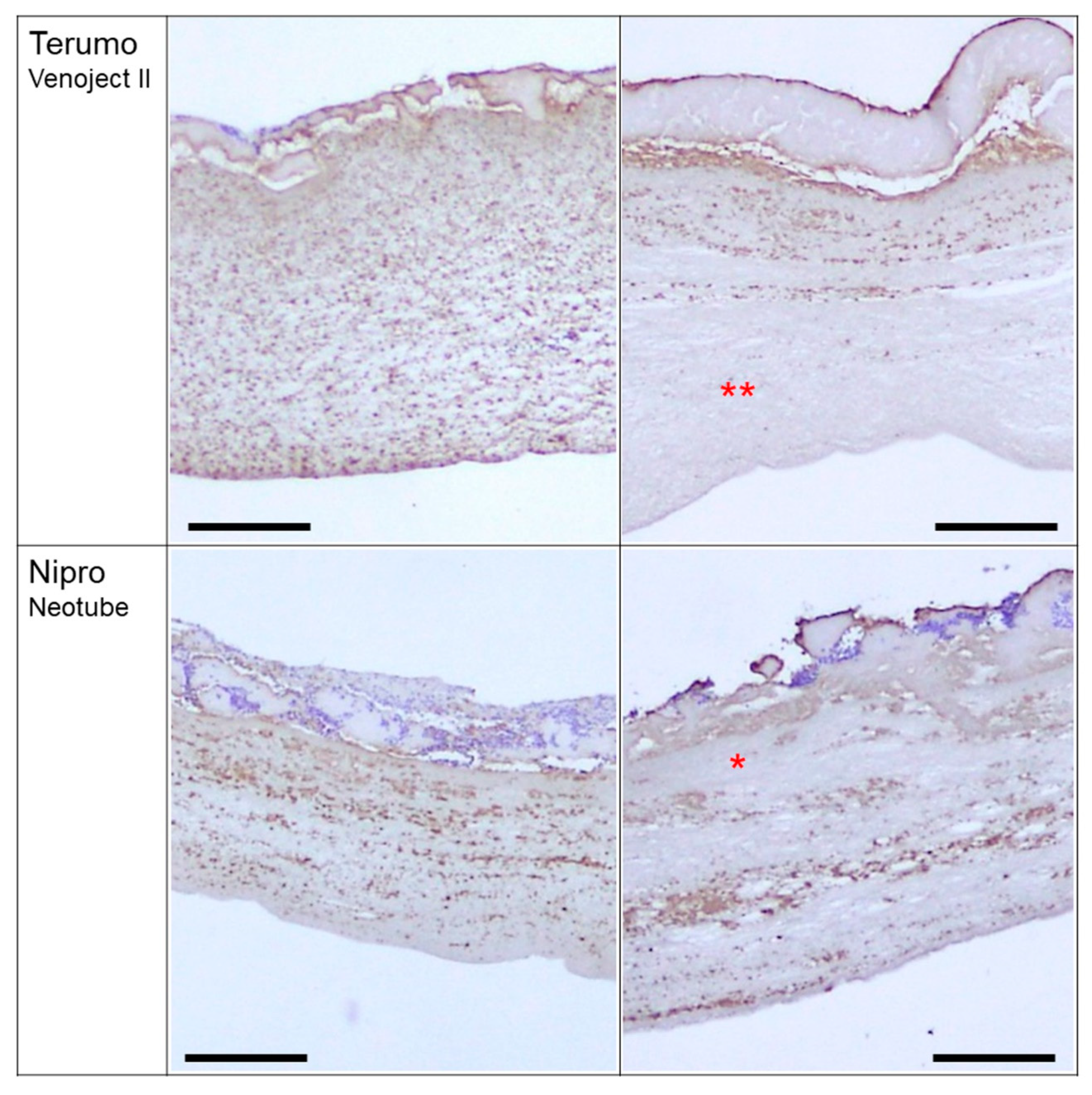 Jfb 10 00043 g002b Jfb 10 00043 g002b