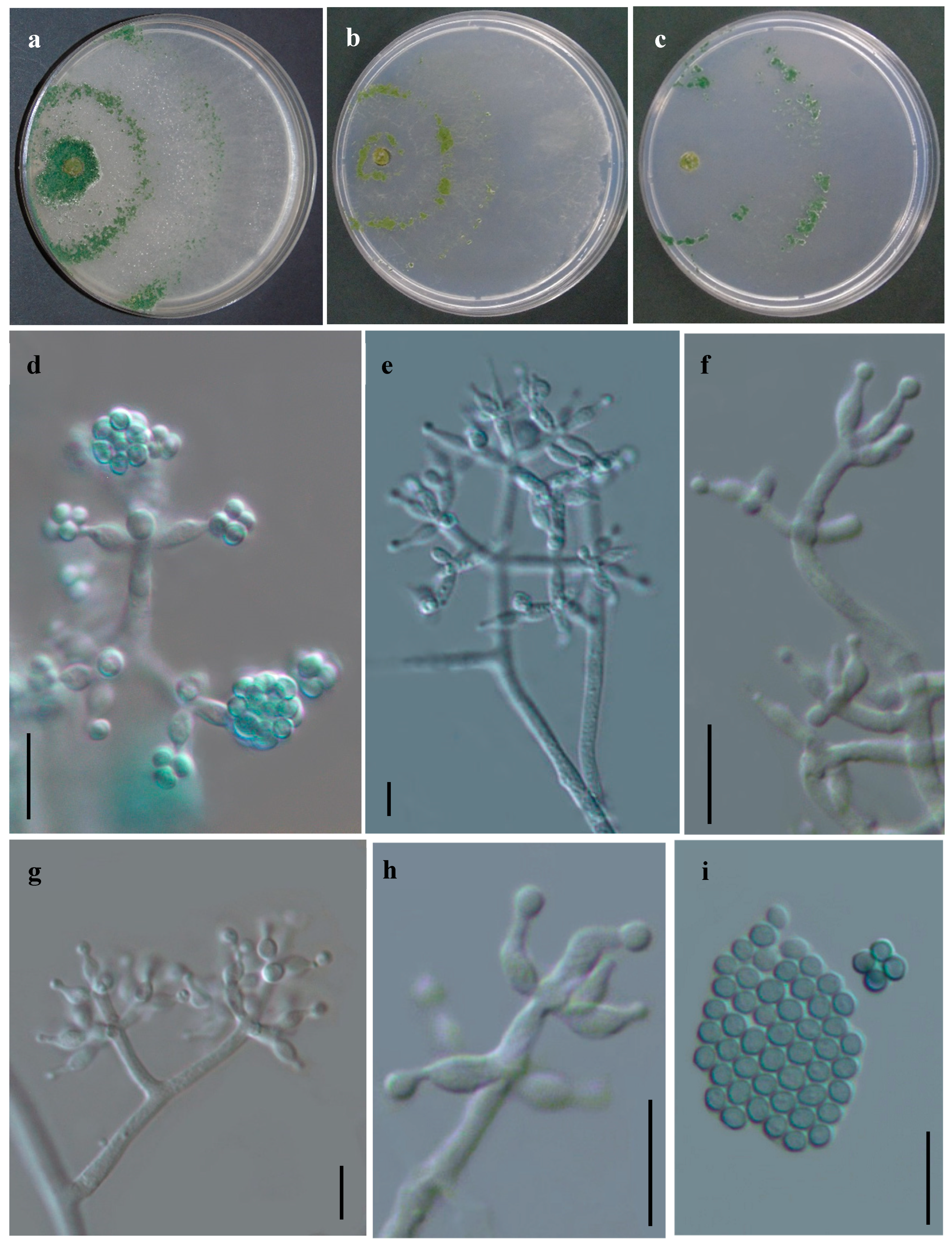 Jof 11 00856 g006 Jof 11 00856 g006