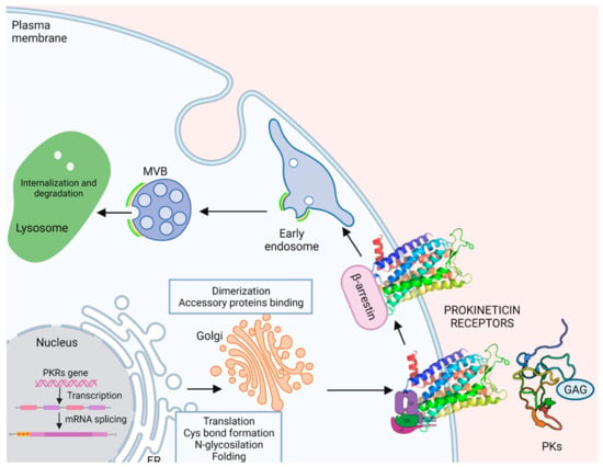 Life Free Full Text Prokineticin Receptor Network Mechanisms Of