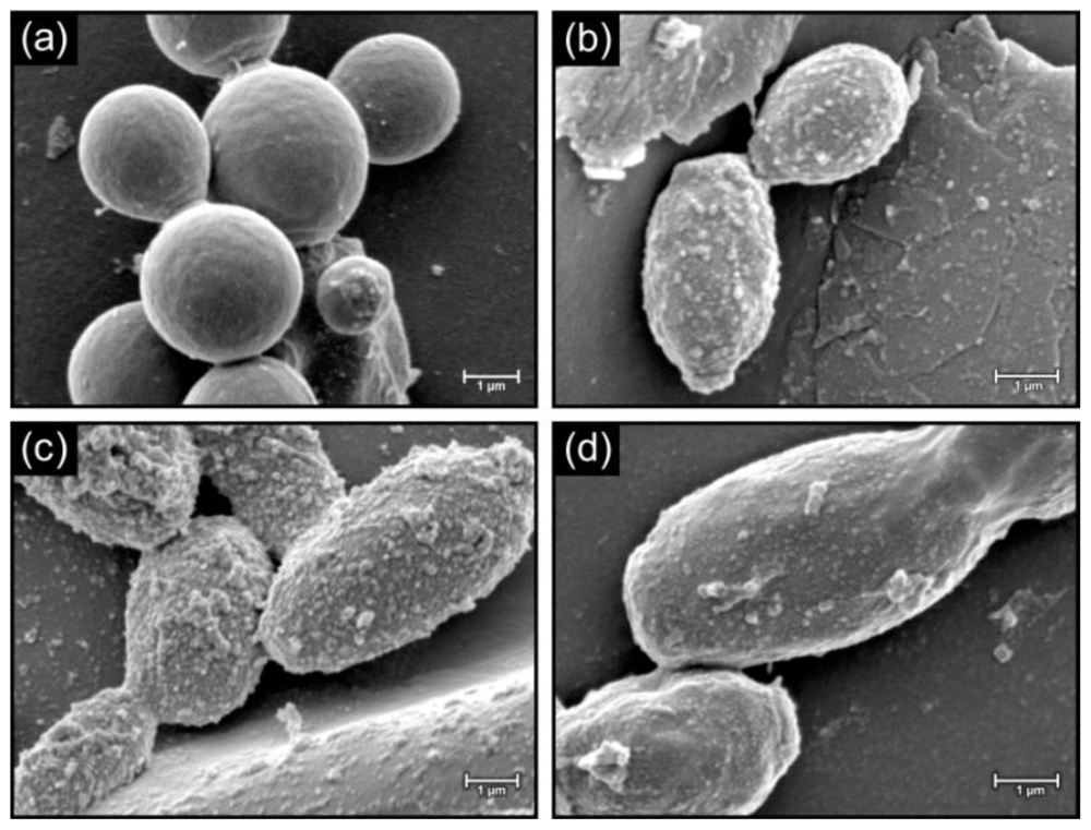 Marinedrugs 08 02597f3