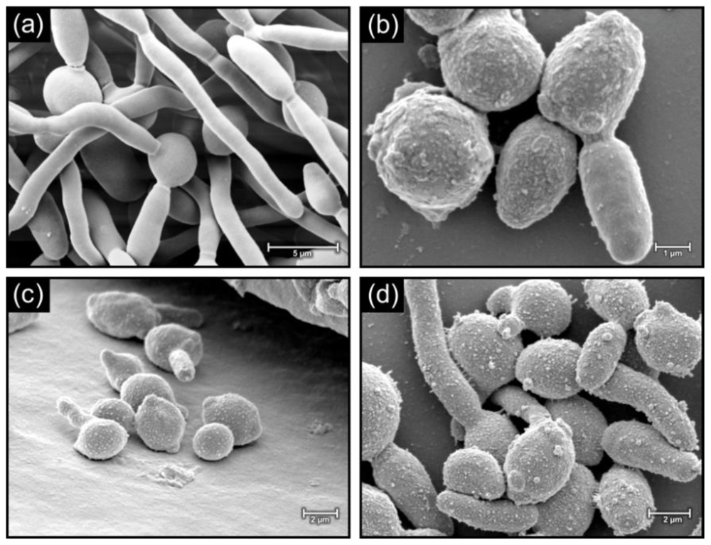 Marinedrugs 08 02597f4