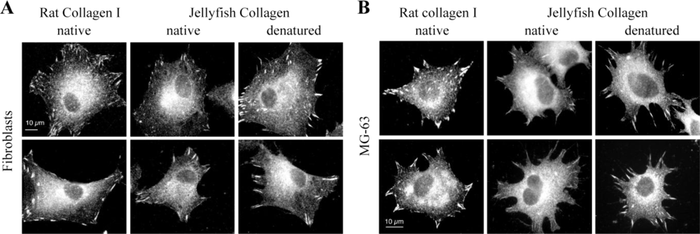 Marinedrugs 09 00967f9