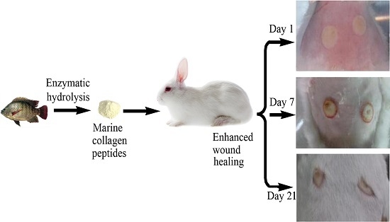 Marine Collagen Peptides from the Skin of Nile Tilapia Oreochromis niloticus: Characterization and Wound Healing Evaluation Marine Collagen Peptides from the Skin of Nile Tilapia Oreochromis niloticus: Characterization and Wound Healing Evaluation