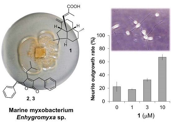 An Unusual Diterpene—Enhygromic Acid and Deoxyenhygrolides from a Marine Myxobacterium, Enhygromyxa sp. An Unusual Diterpene—Enhygromic Acid and Deoxyenhygrolides from a Marine Myxobacterium, Enhygromyxa sp.