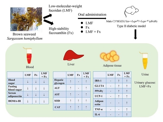 Effects of Low-Molecular-Weight Fucoidan and High Stability Fucoxanthin on Glucose Homeostasis, Lipid Metabolism, and Liver Function in a Mouse Model of Type II Diabetes Effects of Low-Molecular-Weight Fucoidan and High Stability Fucoxanthin on Glucose Homeostasis, Lipid Metabolism, and Liver Function in a Mouse Model of Type II Diabetes
