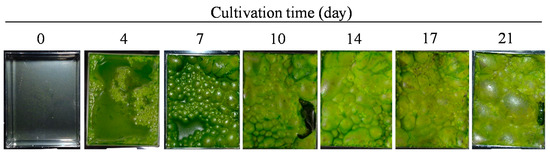 Enhancement of Biomass and Lipid Productivities of Water Surface-Floating Microalgae by Chemical Mutagenesis Enhancement of Biomass and Lipid Productivities of Water Surface-Floating Microalgae by Chemical Mutagenesis