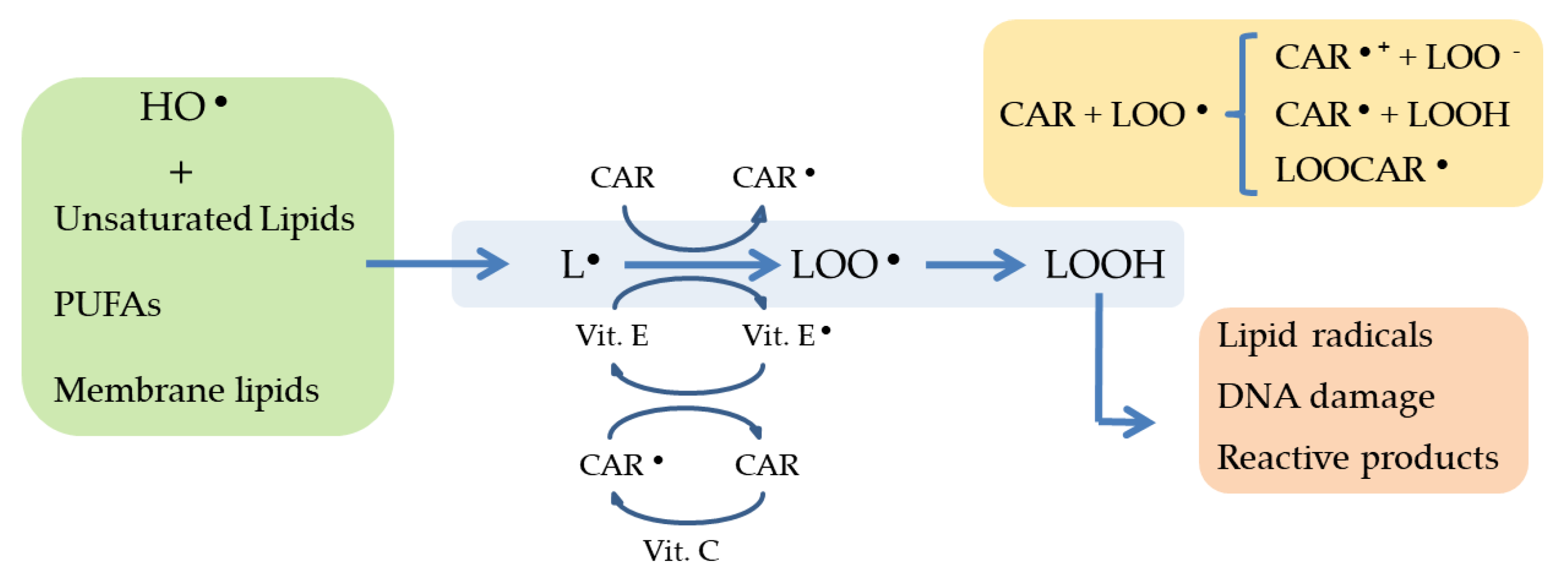 Marinedrugs 16 00478 g002