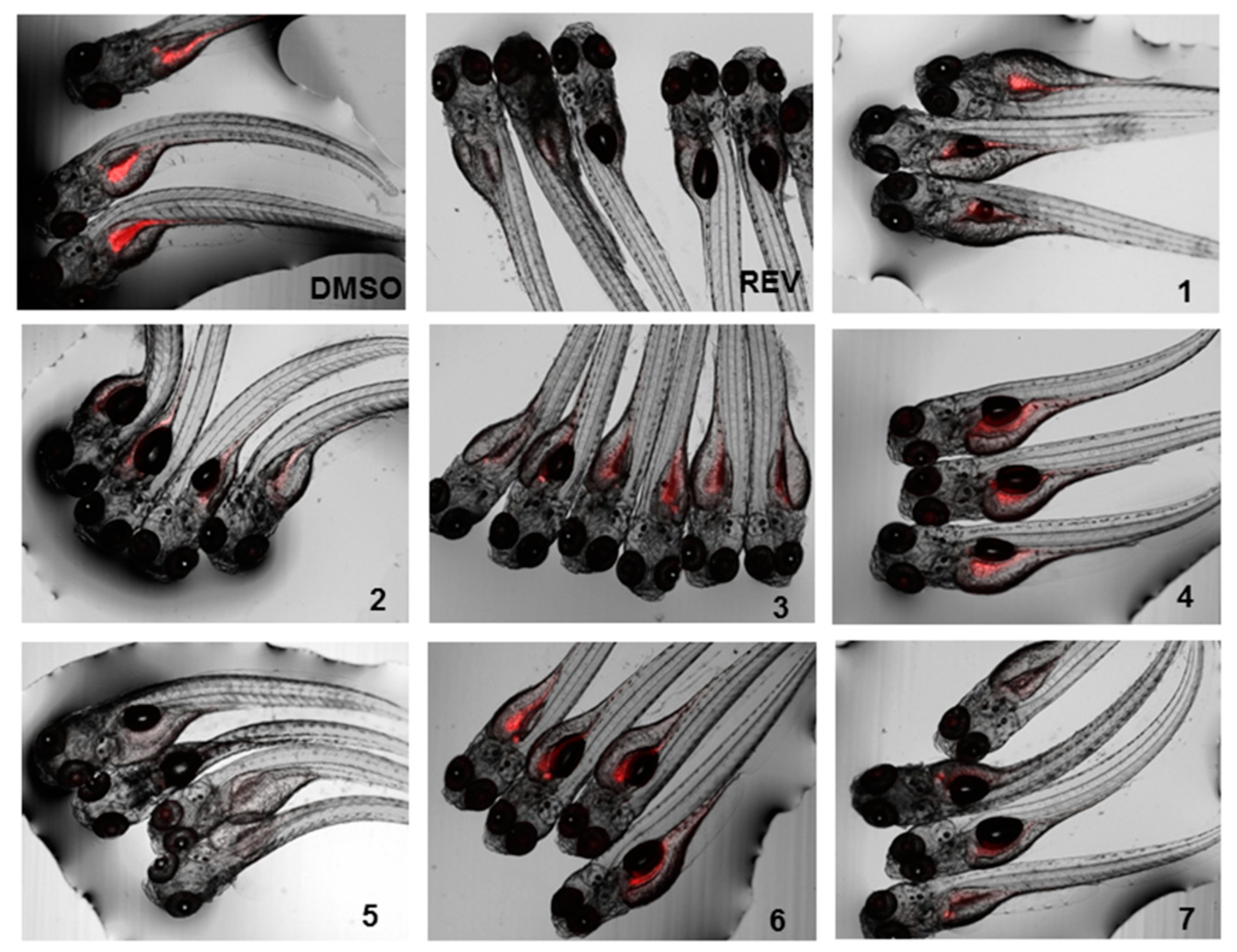 Marinedrugs 17 00375 g006