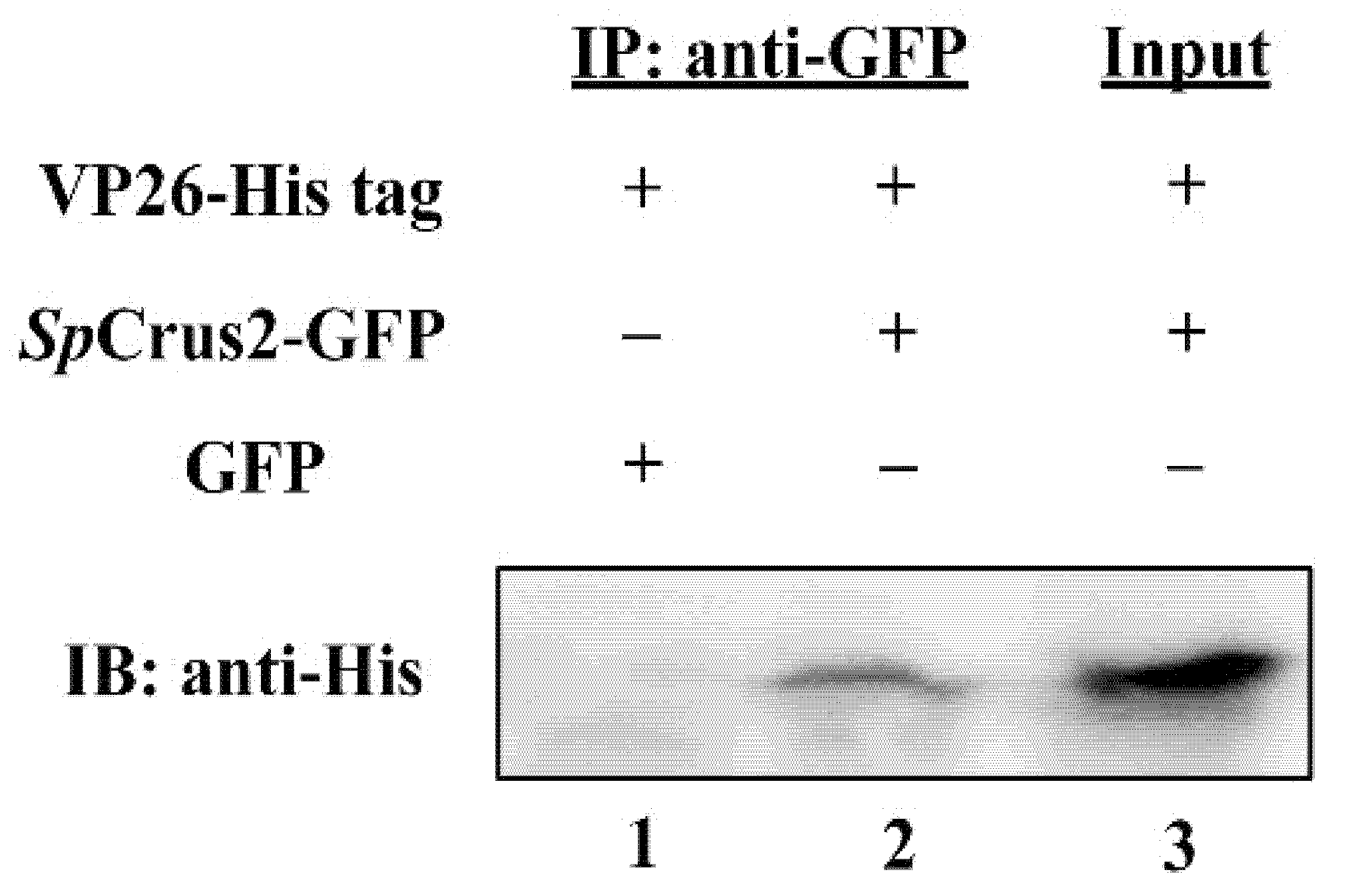 Marinedrugs 19 00544 g006