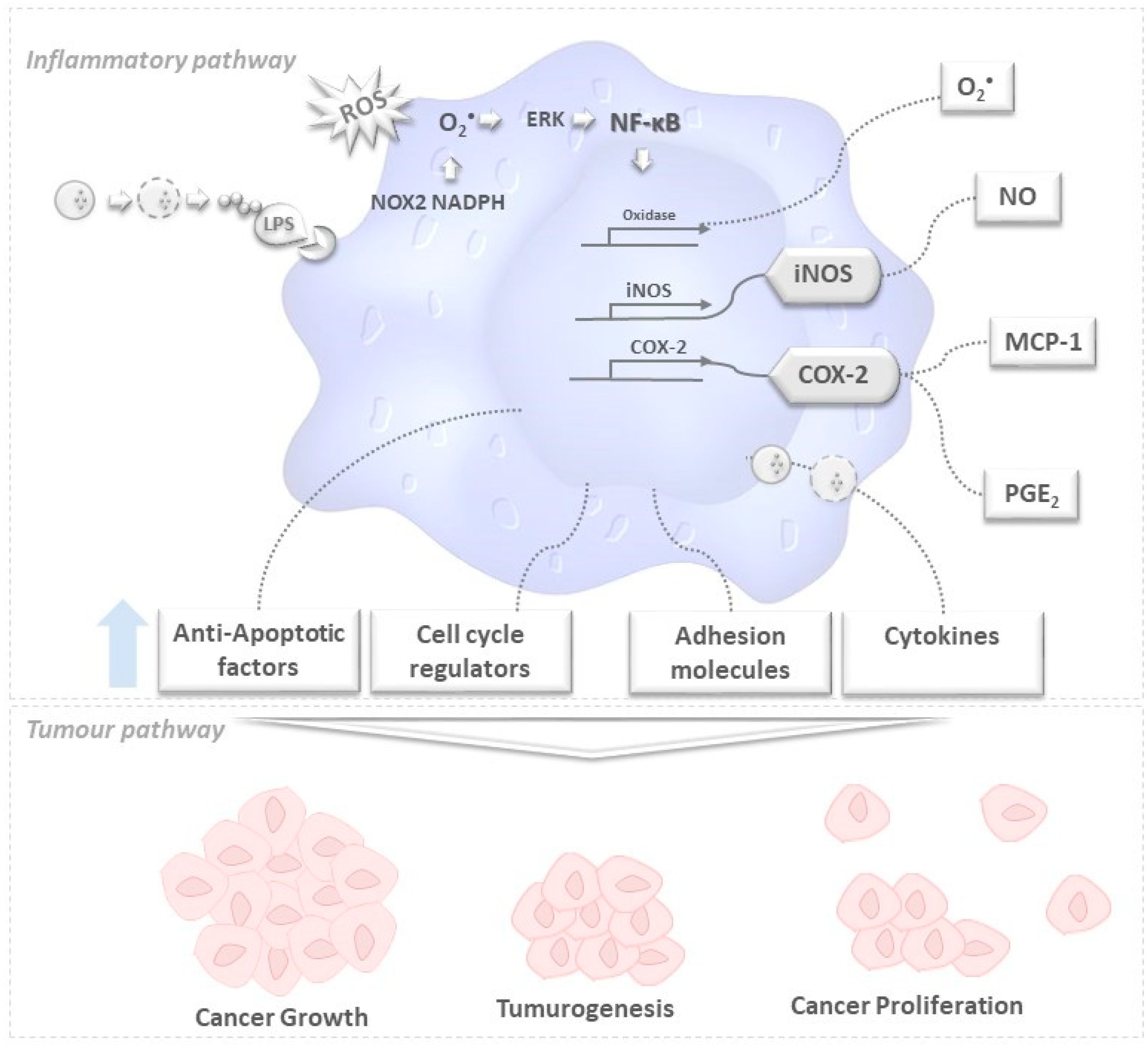 Marinedrugs 19 00623 g001