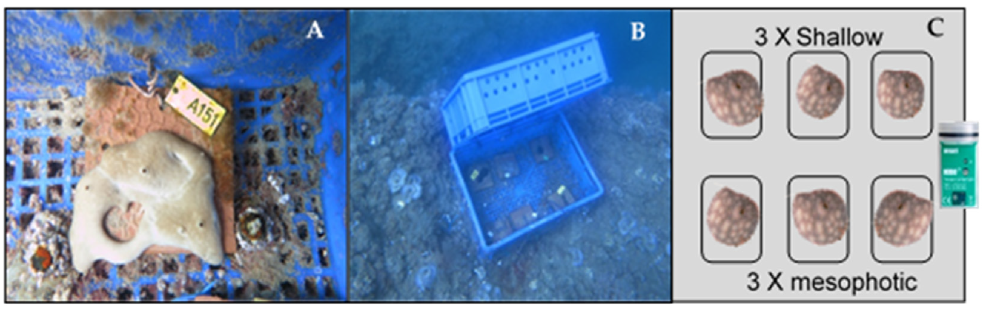 Marinedrugs 19 00669 g006