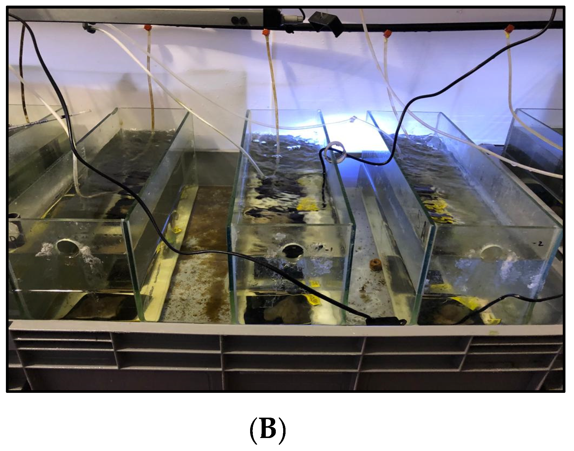 Marinedrugs 19 00669 g007b