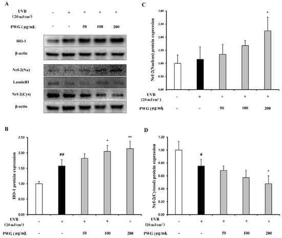 Marine Drugs Free Full Text Anti Photoaging Effect Of Hydrolysates