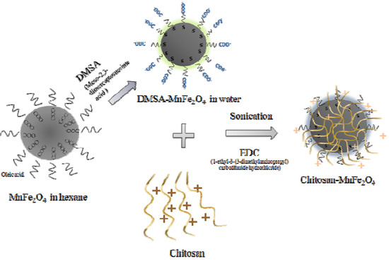 Synthesis and Characterization of Multifunctional Chitosan- MnFe2O4 Nanoparticles for Magnetic Hyperthermia and Drug Delivery Synthesis and Characterization of Multifunctional Chitosan- MnFe2O4 Nanoparticles for Magnetic Hyperthermia and Drug Delivery