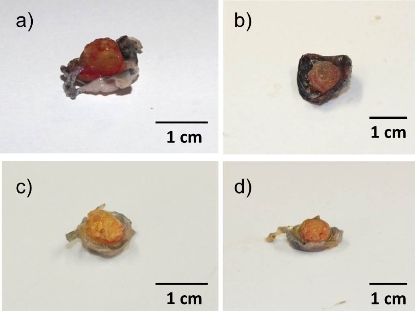 Materials 07 01957f5 1024