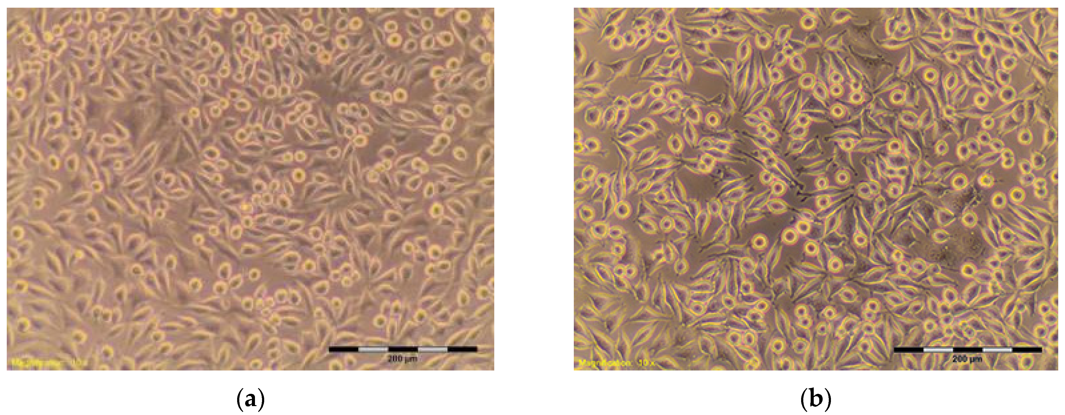 Materials 10 00590 g004