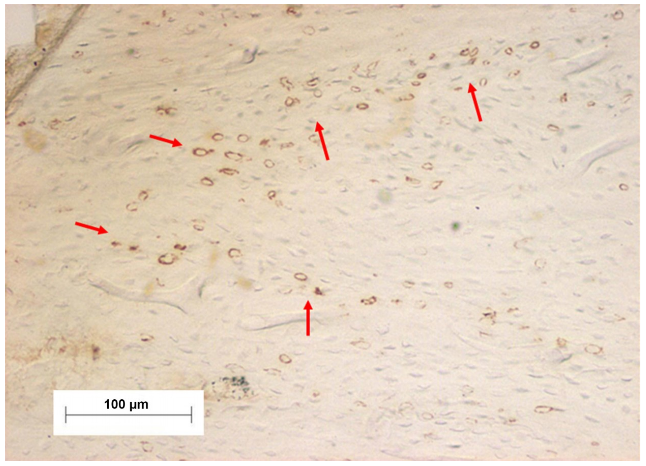 Materials 11 02532 g001