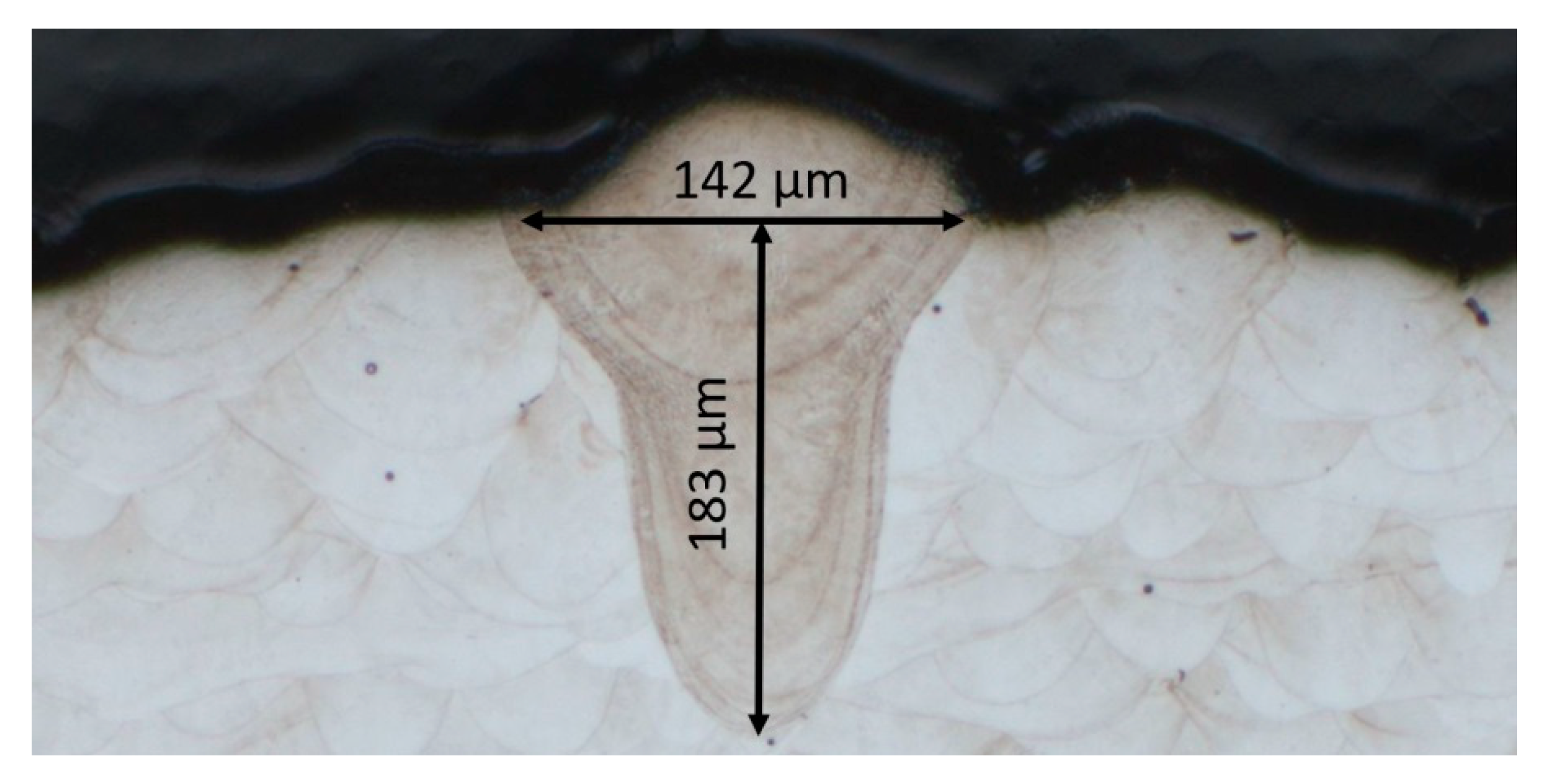 Materials 13 05400 g005