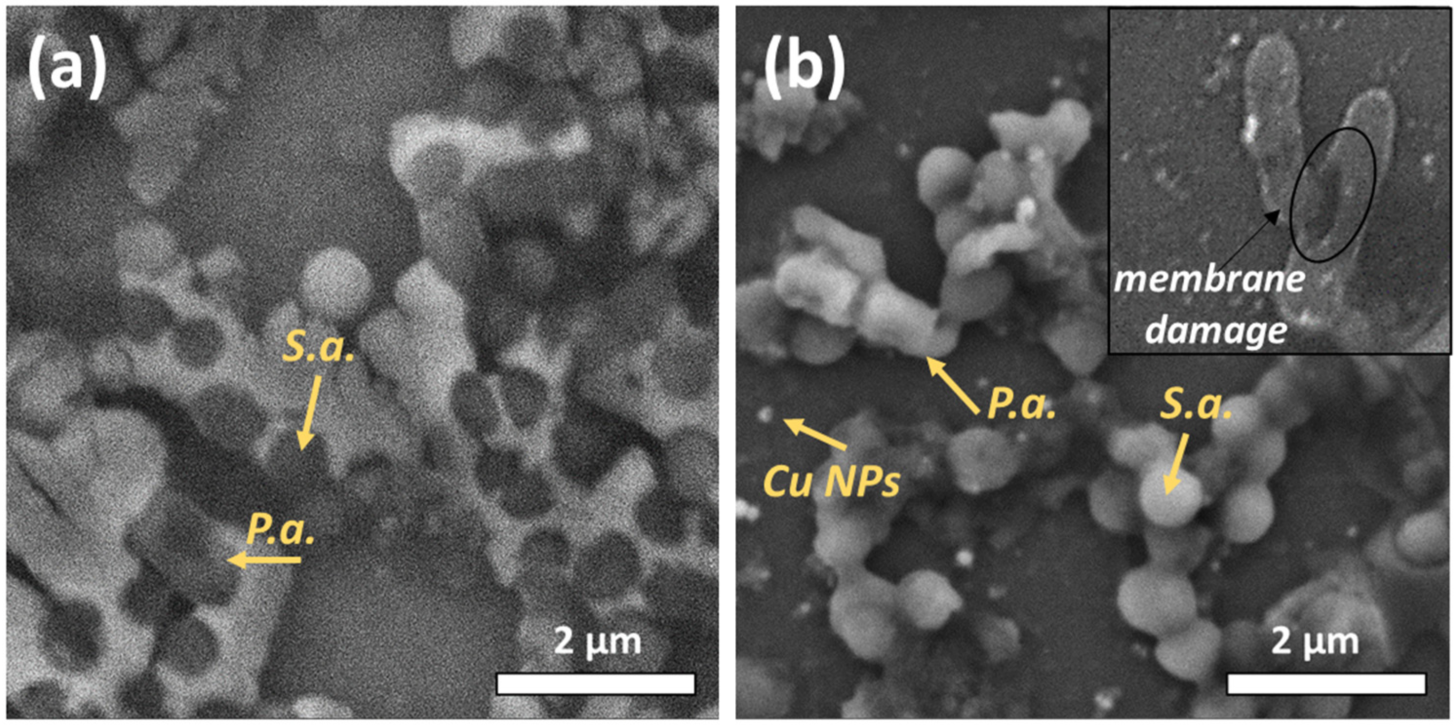 Materials 16 04309 g003