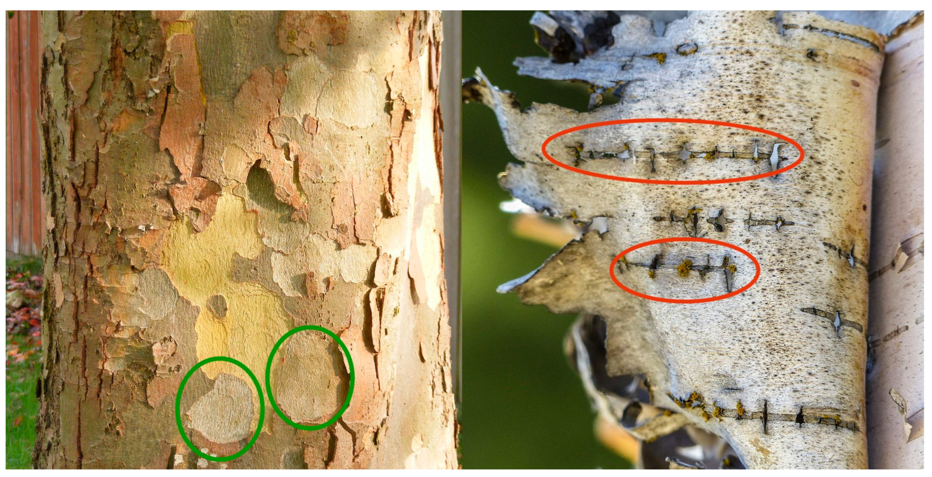 Materials 17 02123 g002