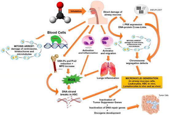 Formaldehyde Exposure And Acute Myeloid Leukemia A Review Of The